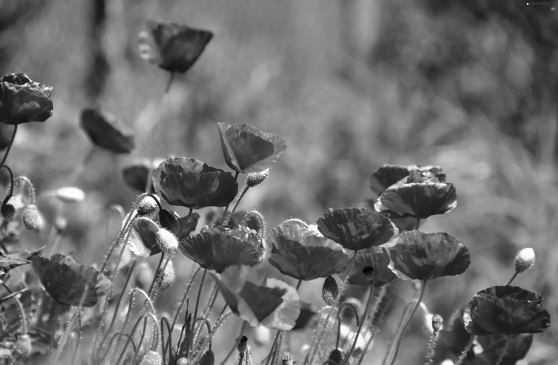 Red, papavers