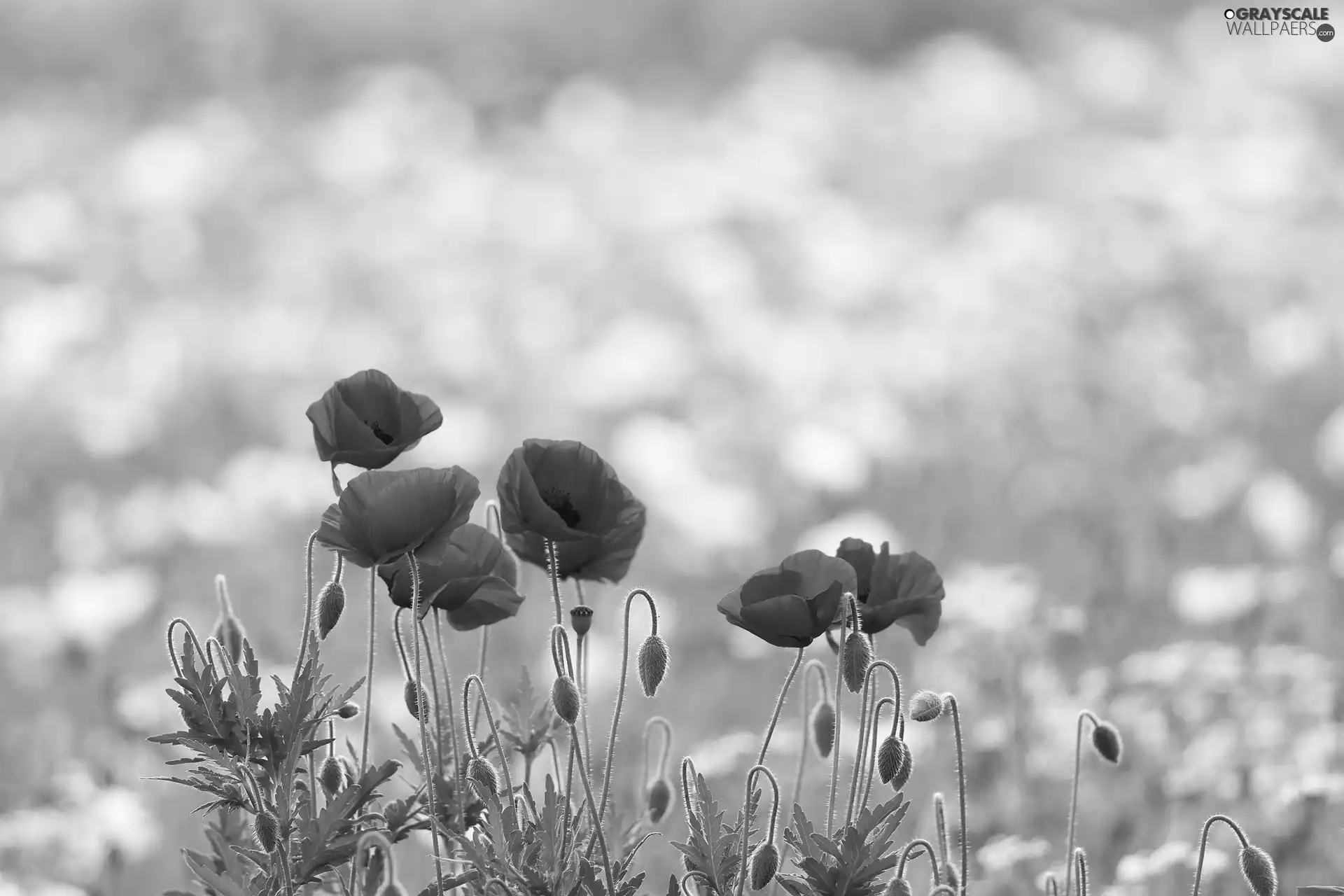 Red, papavers