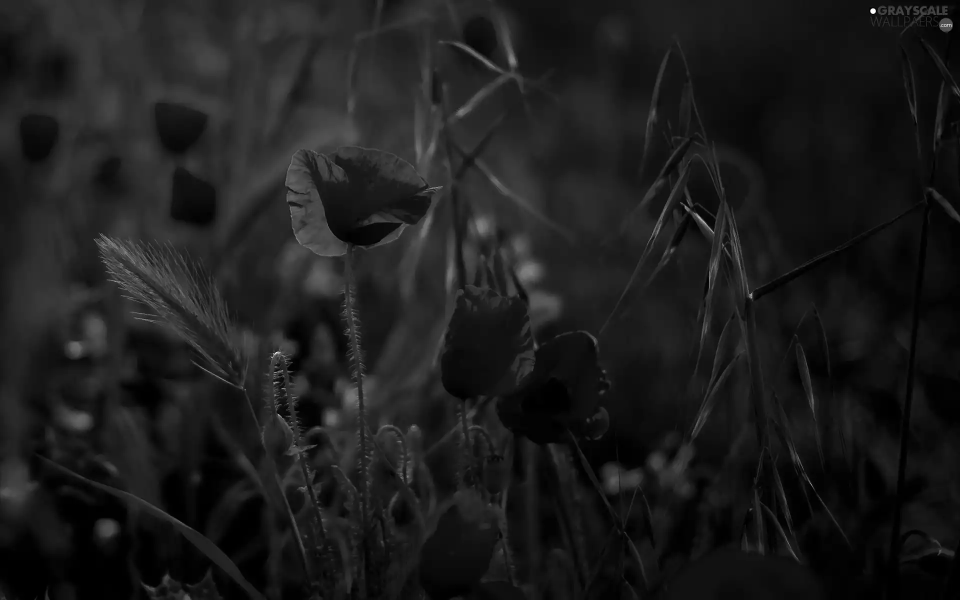 Red, papavers