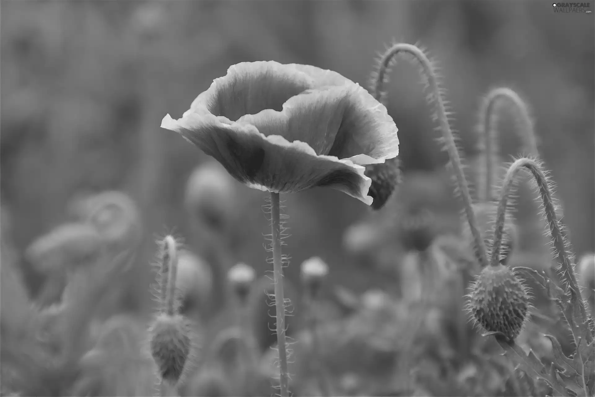 Red, papavers
