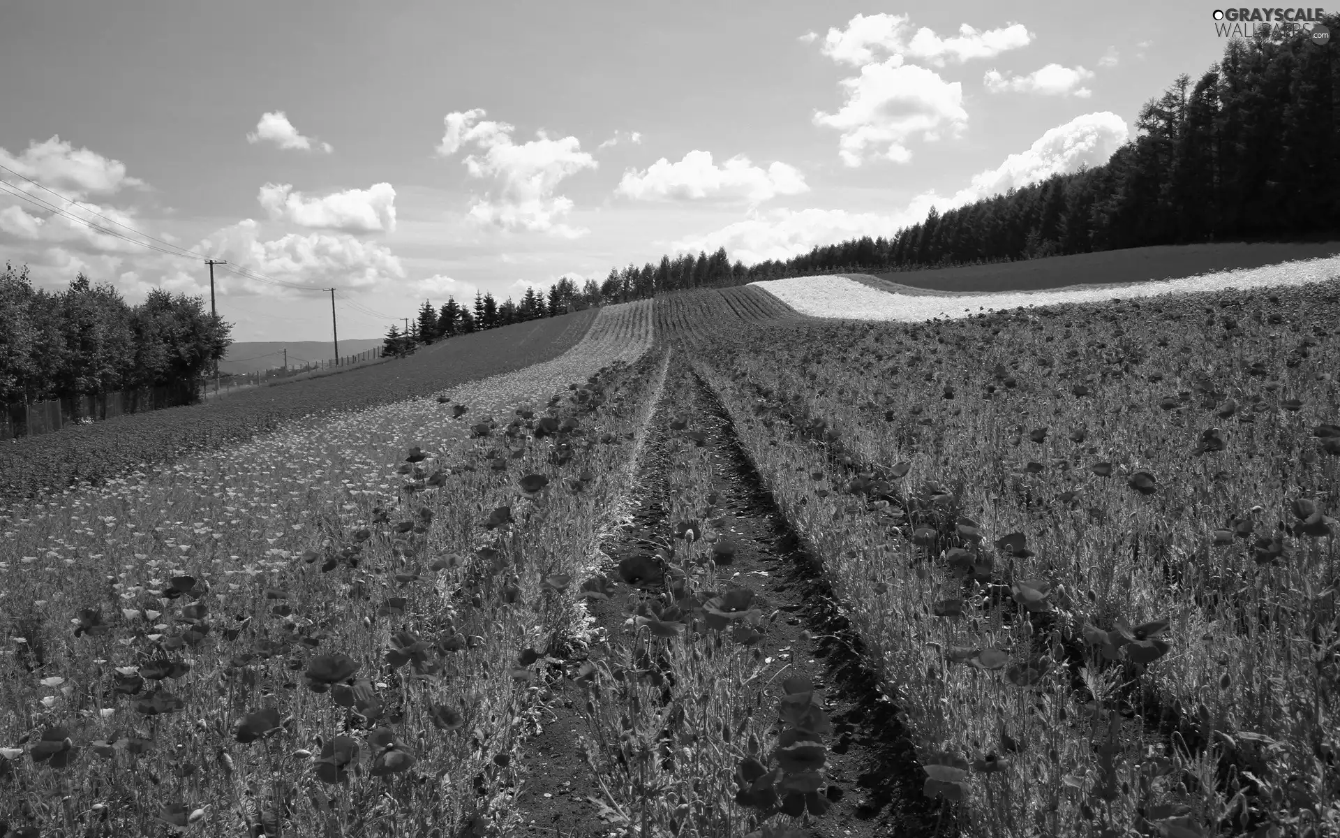 papavers, Field, Red