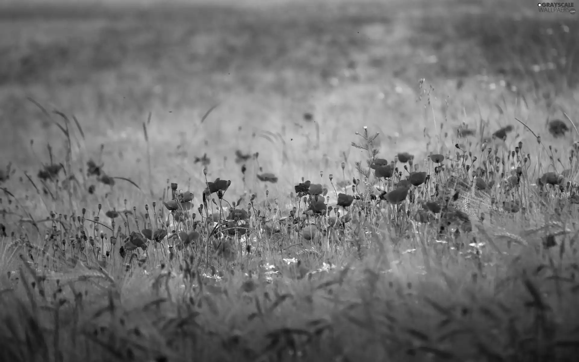 papavers, Meadow, Red