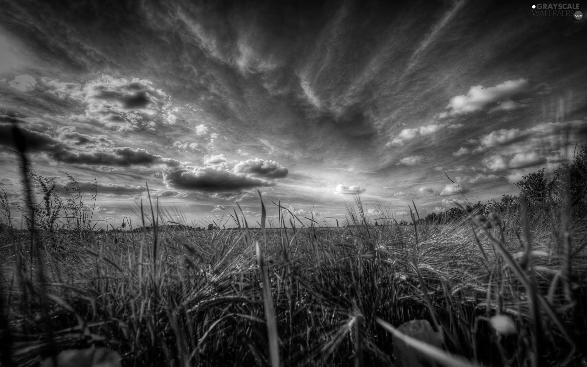 papavers, grass, Sky