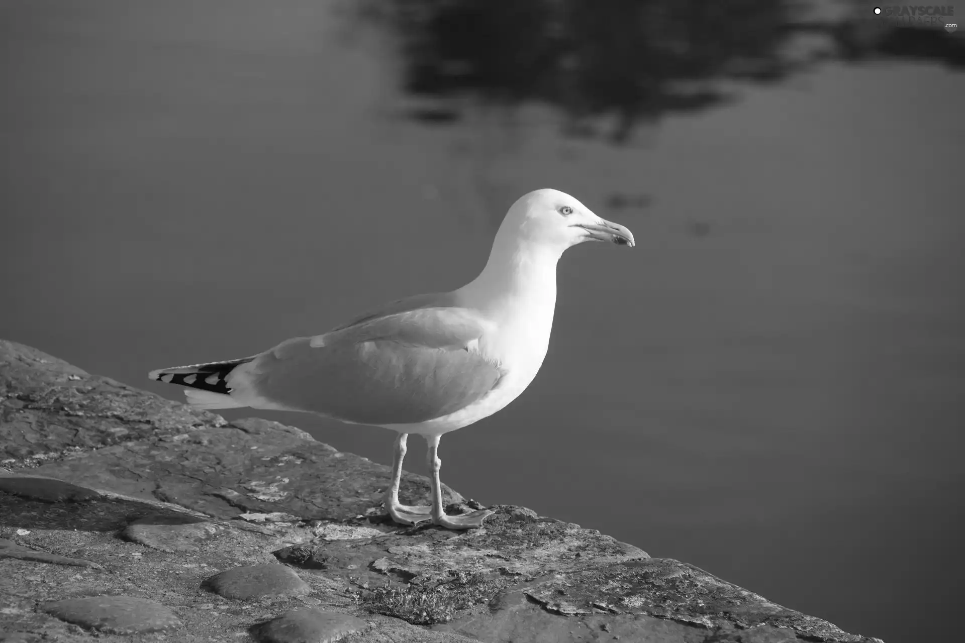 parapet, seagull, an