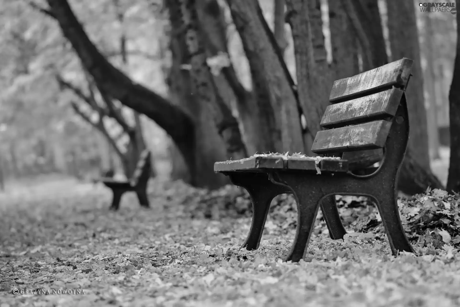 Park, bench, autumn