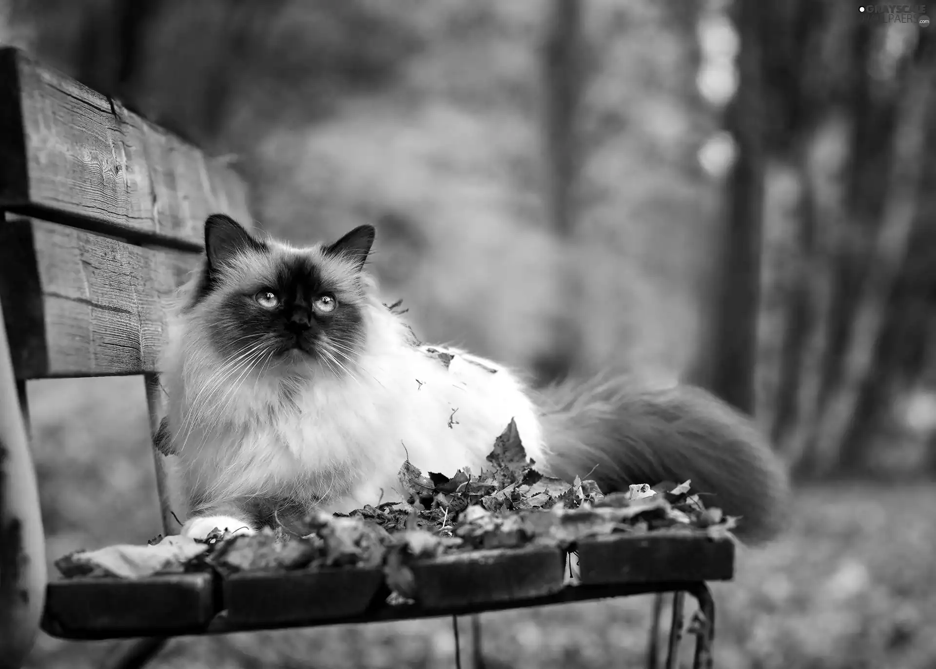 Bench, cat, Park, autumn, Leaf, siamese