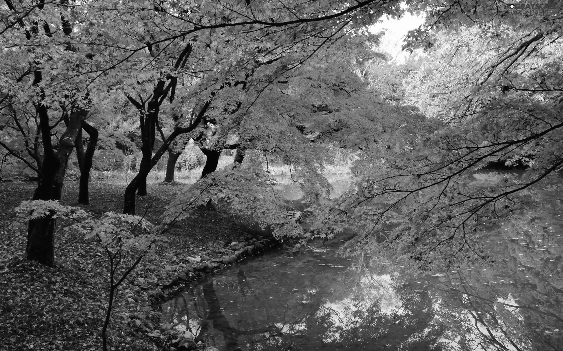 trees, River, Park, autumn, viewes, color