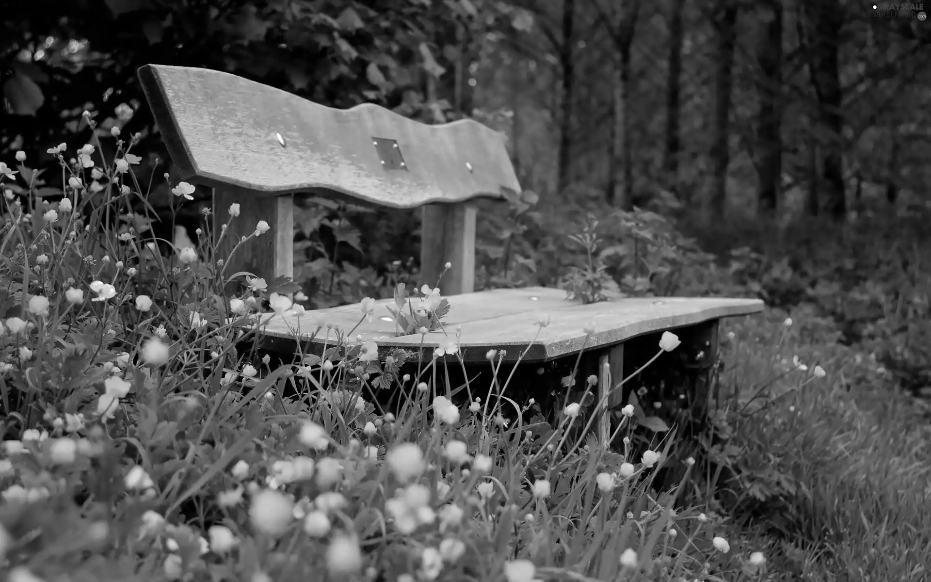 Park, Flowers, Bench