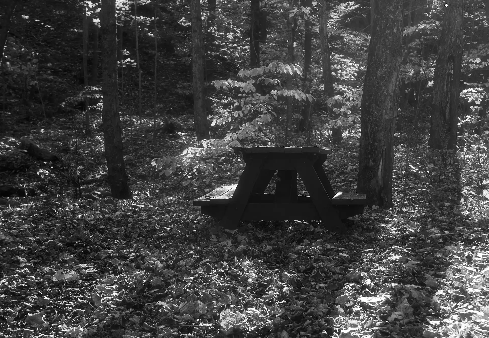 Park, forest, Bench