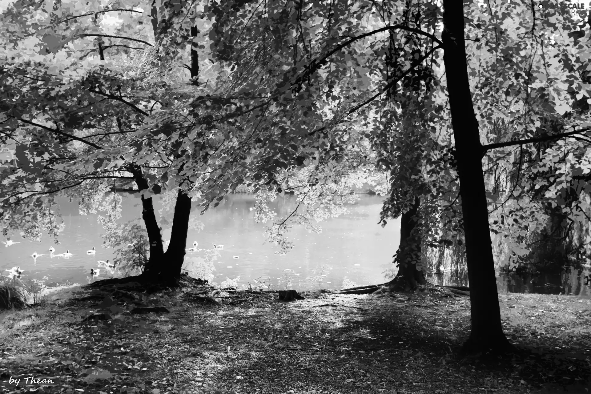 park, Pond - car, viewes, ##, trees