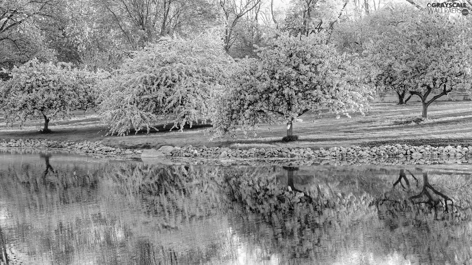 flourishing, River, Park, Sapling