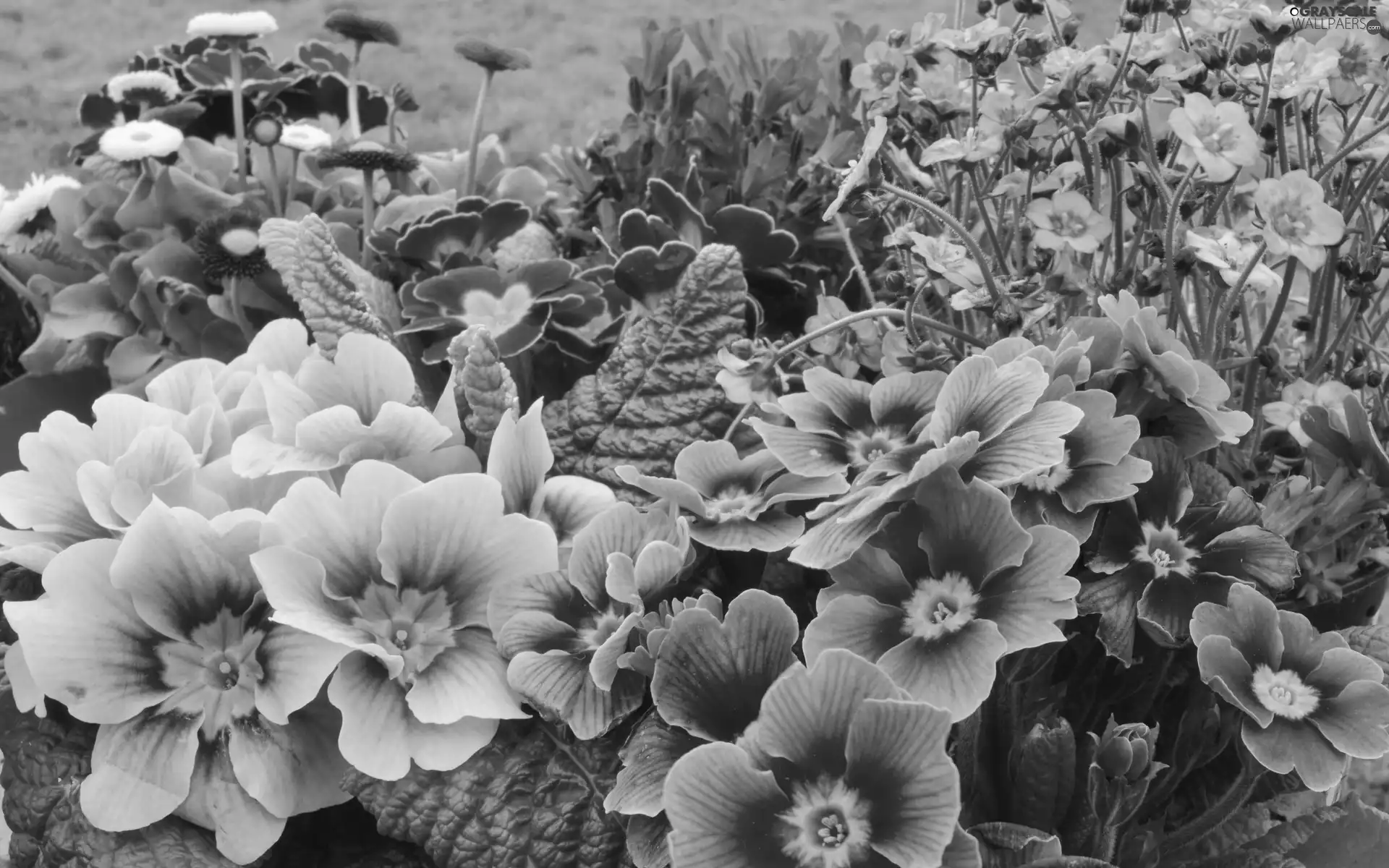 Park, primrose, color, Flowers, flowerbed