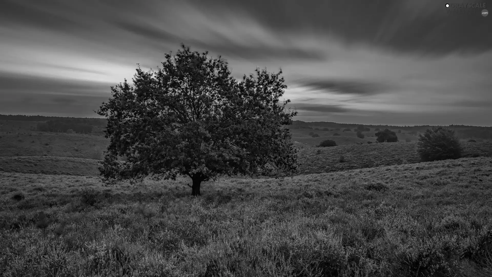 Province of Gelderland, Netherlands, clouds, heathers, trees, Veluwezoom National Park, heath, Sunrise