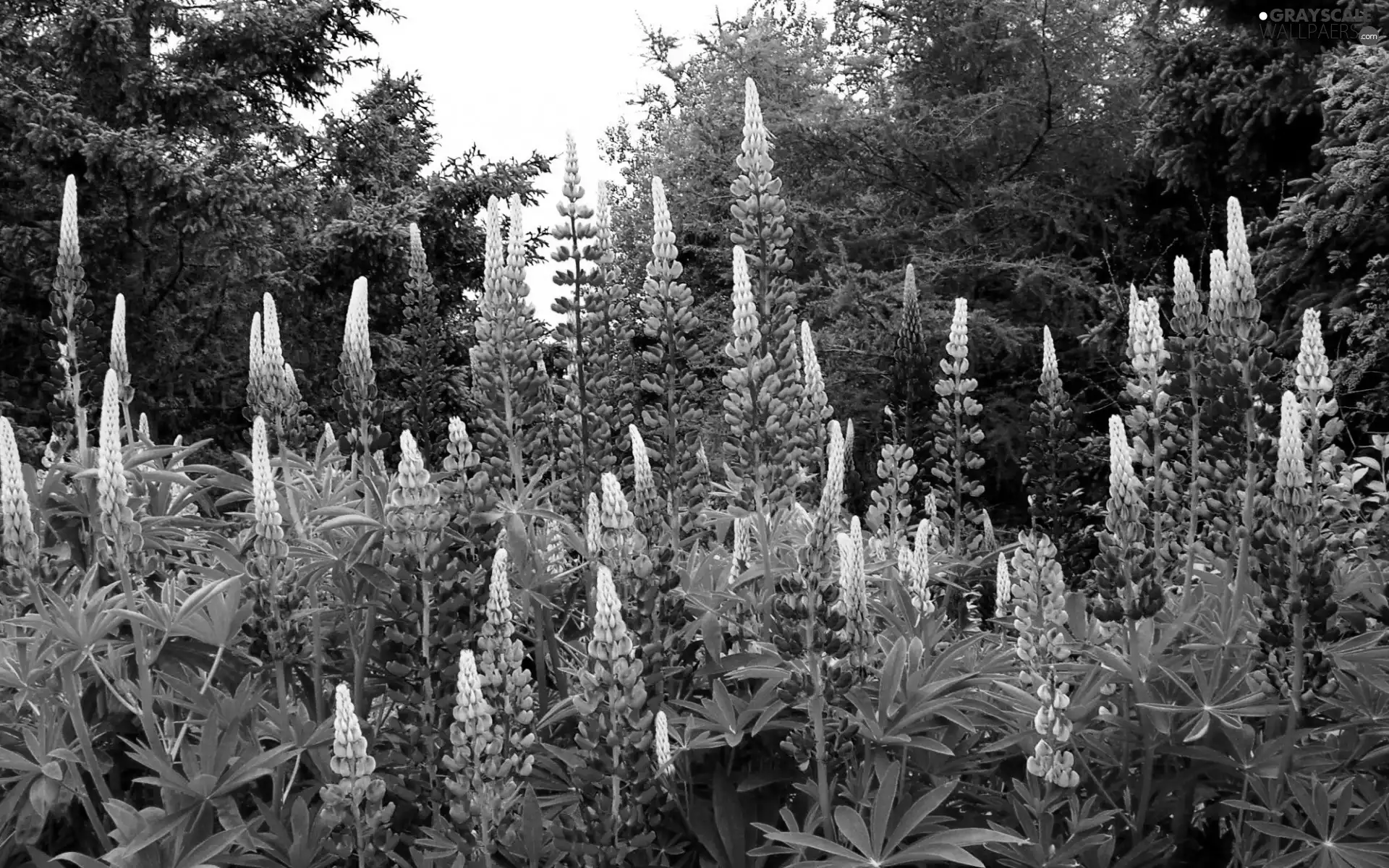lupine, viewes, Park, trees