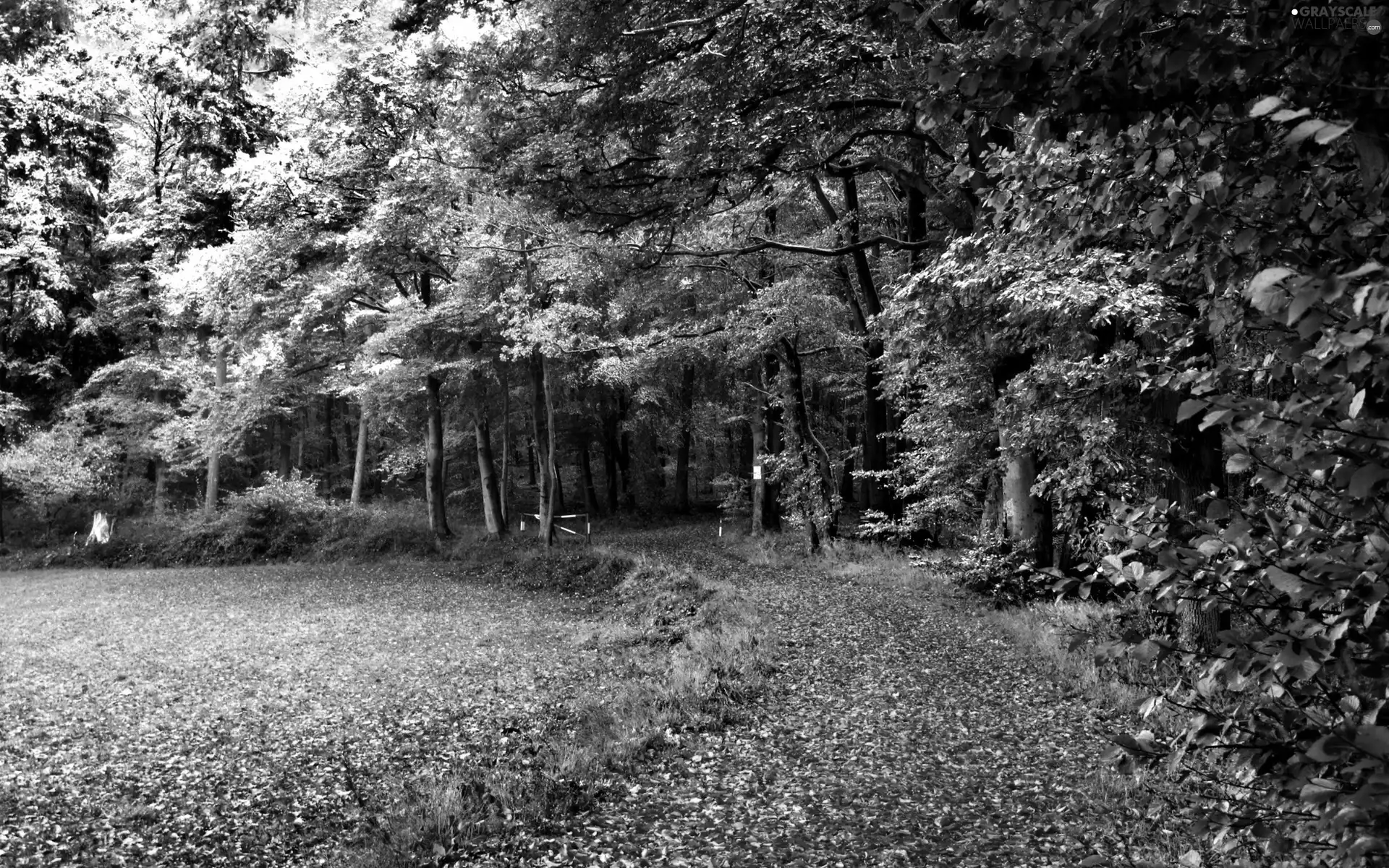 Park, Path, trees, viewes, autumn