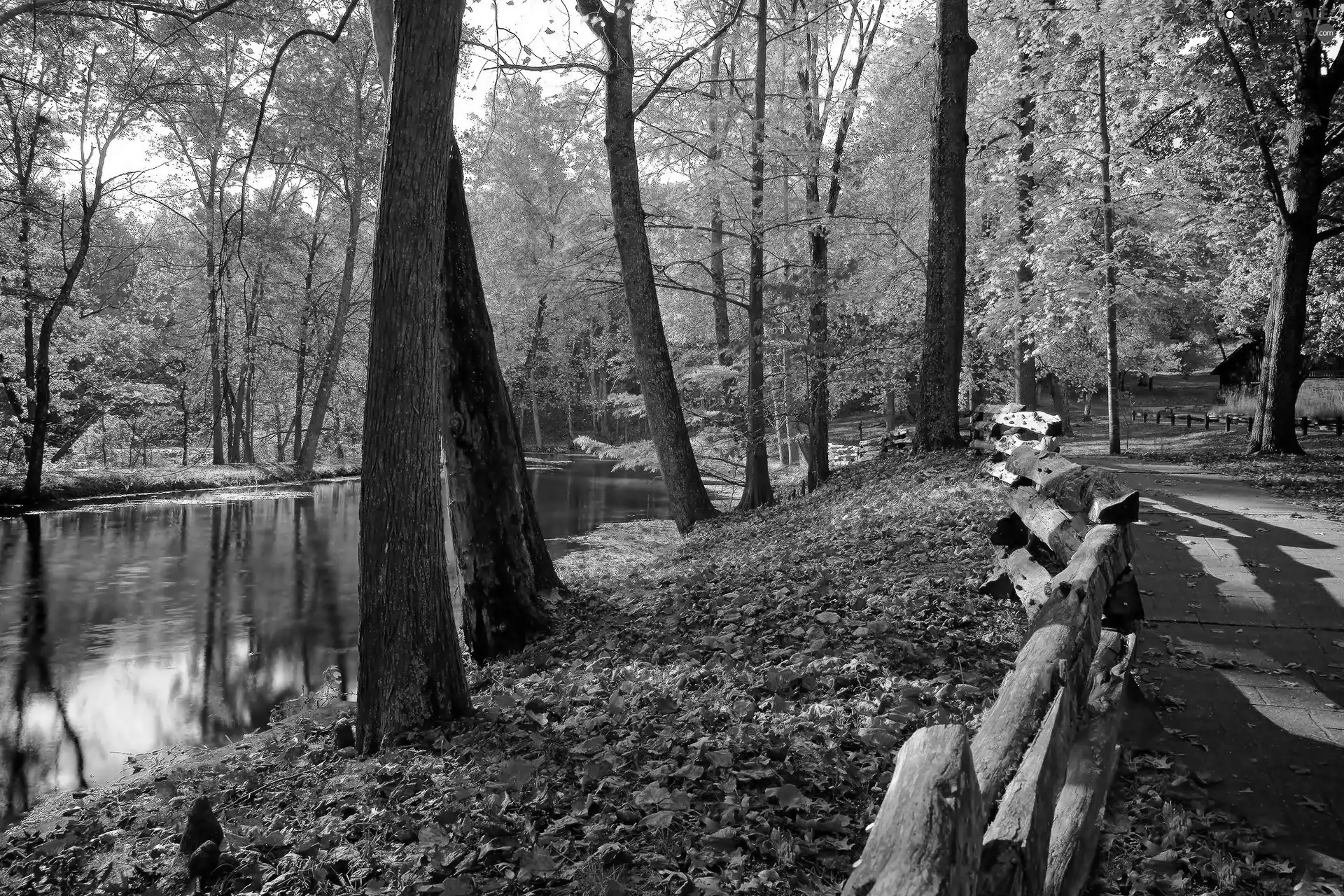 Park, autumn, River