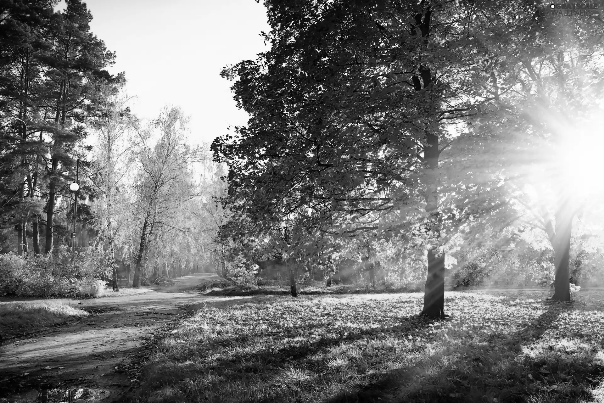 alley, autumn, viewes, rays of the Sun, trees, Park