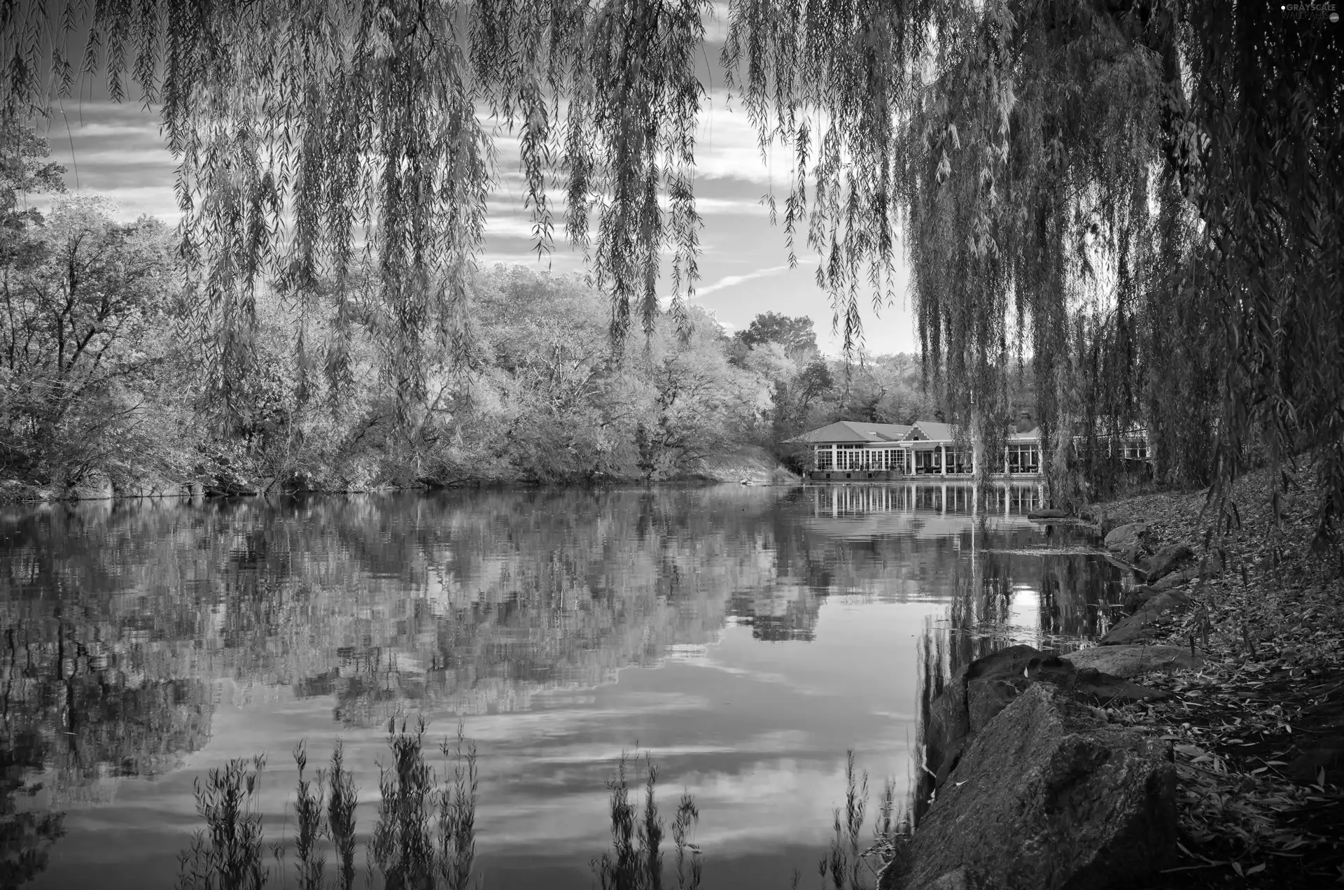 Central Park, New York, trees, viewes, Pond - car