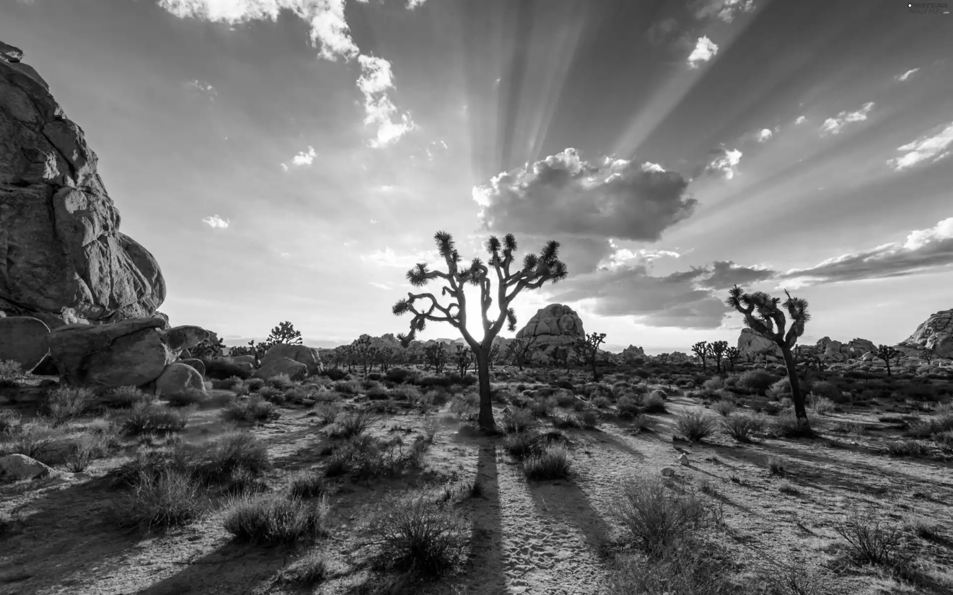 trees, clouds, Park, sun