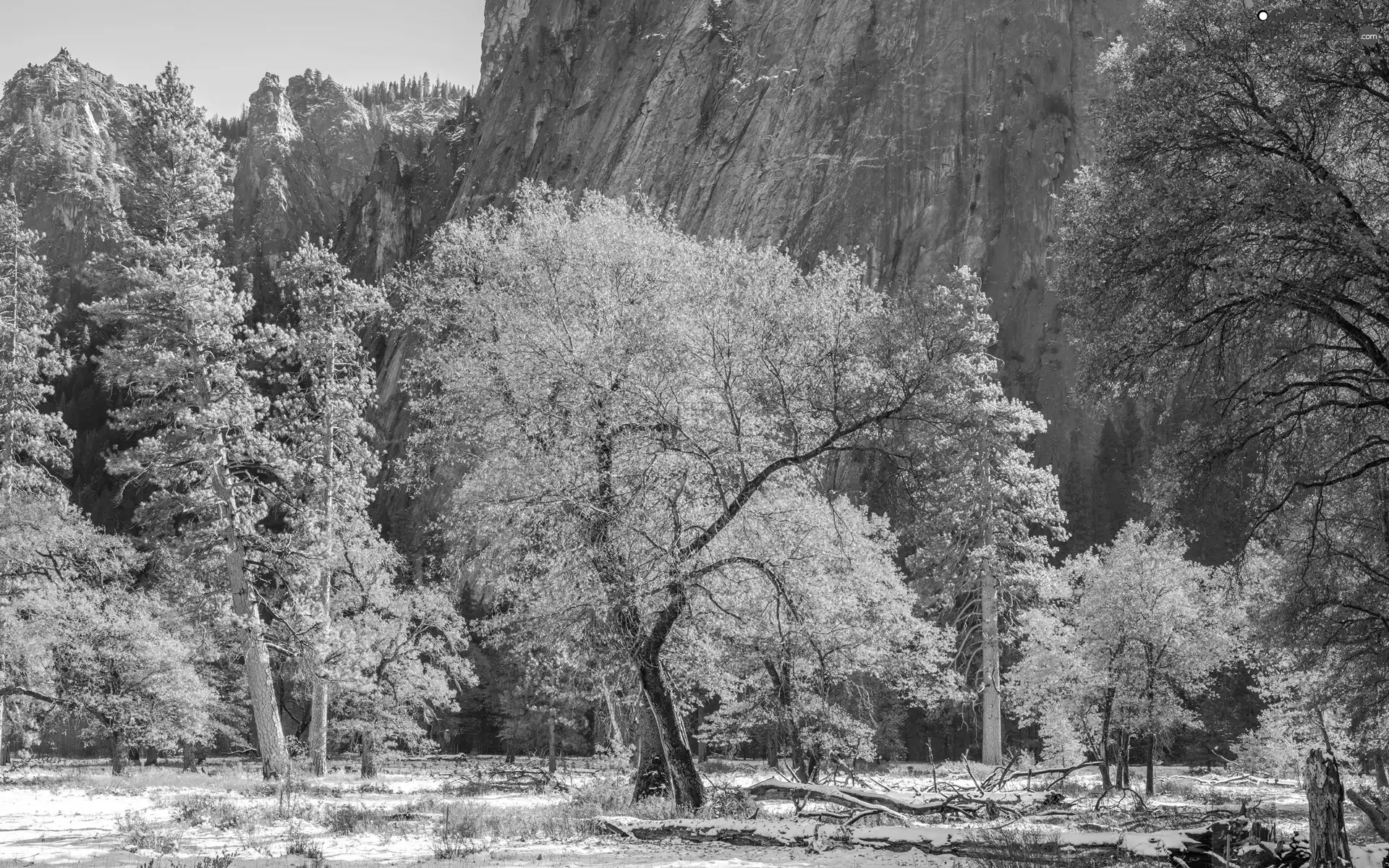 trees, Yosemite National Park, State of California, Mountains, autumn, viewes, The United States