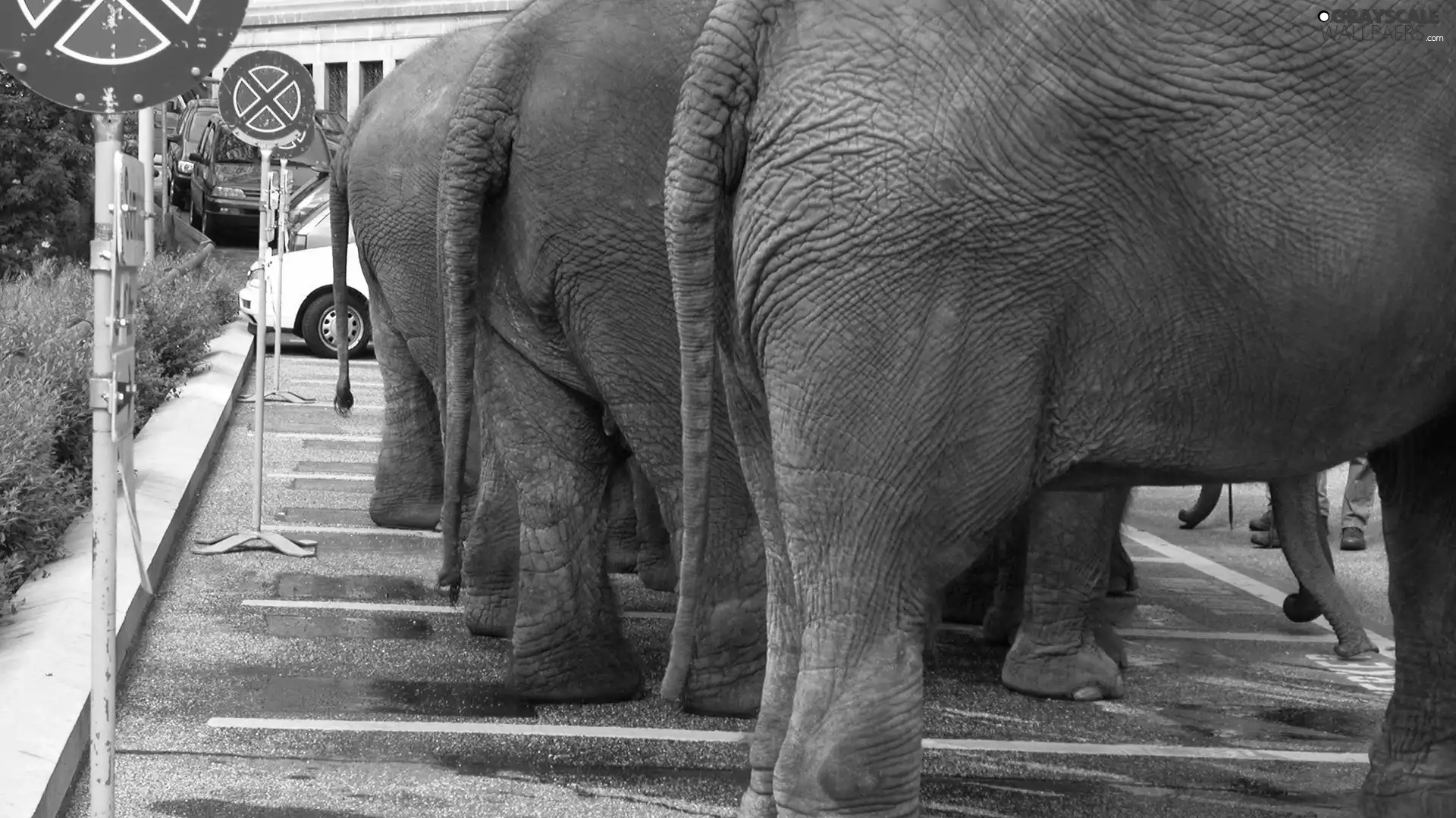 Elephants, parking
