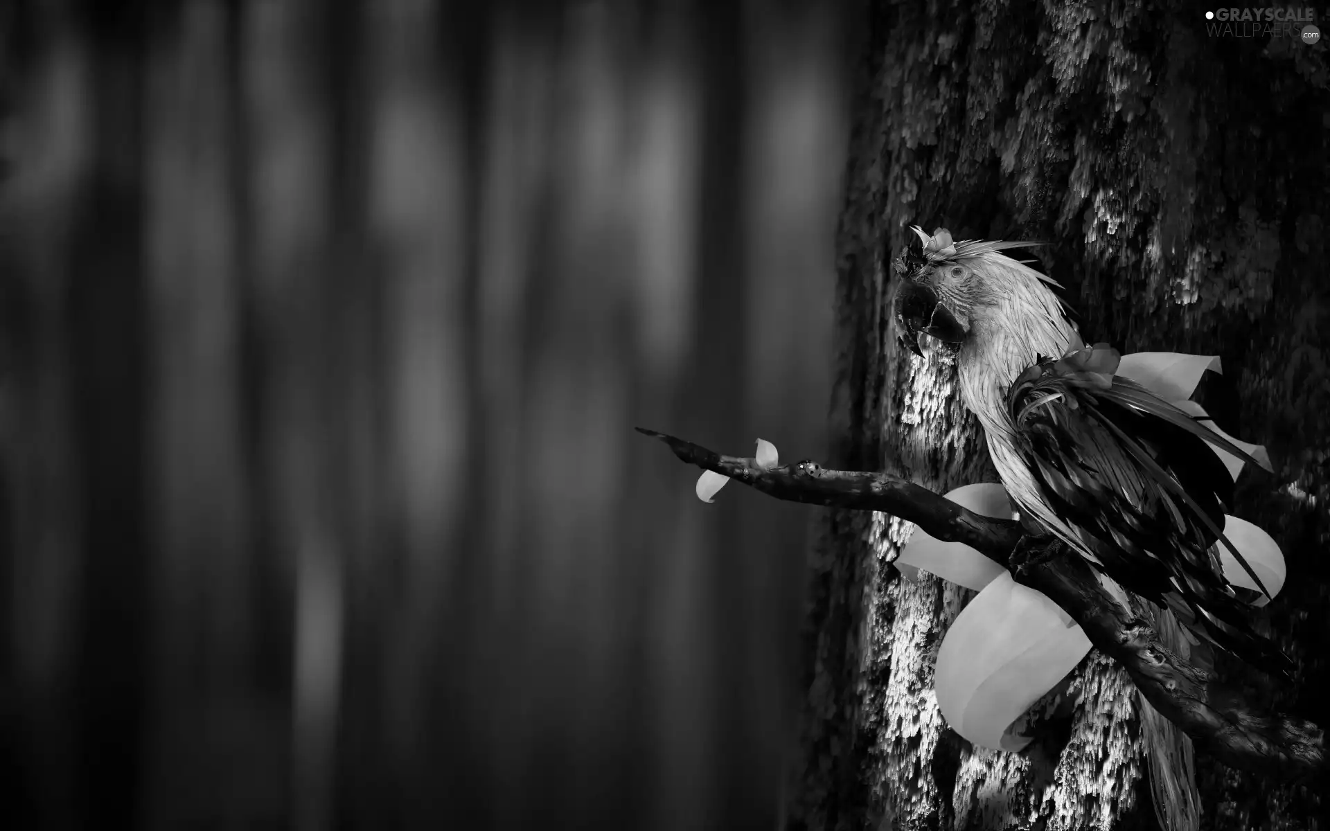 parrot, trees, branch