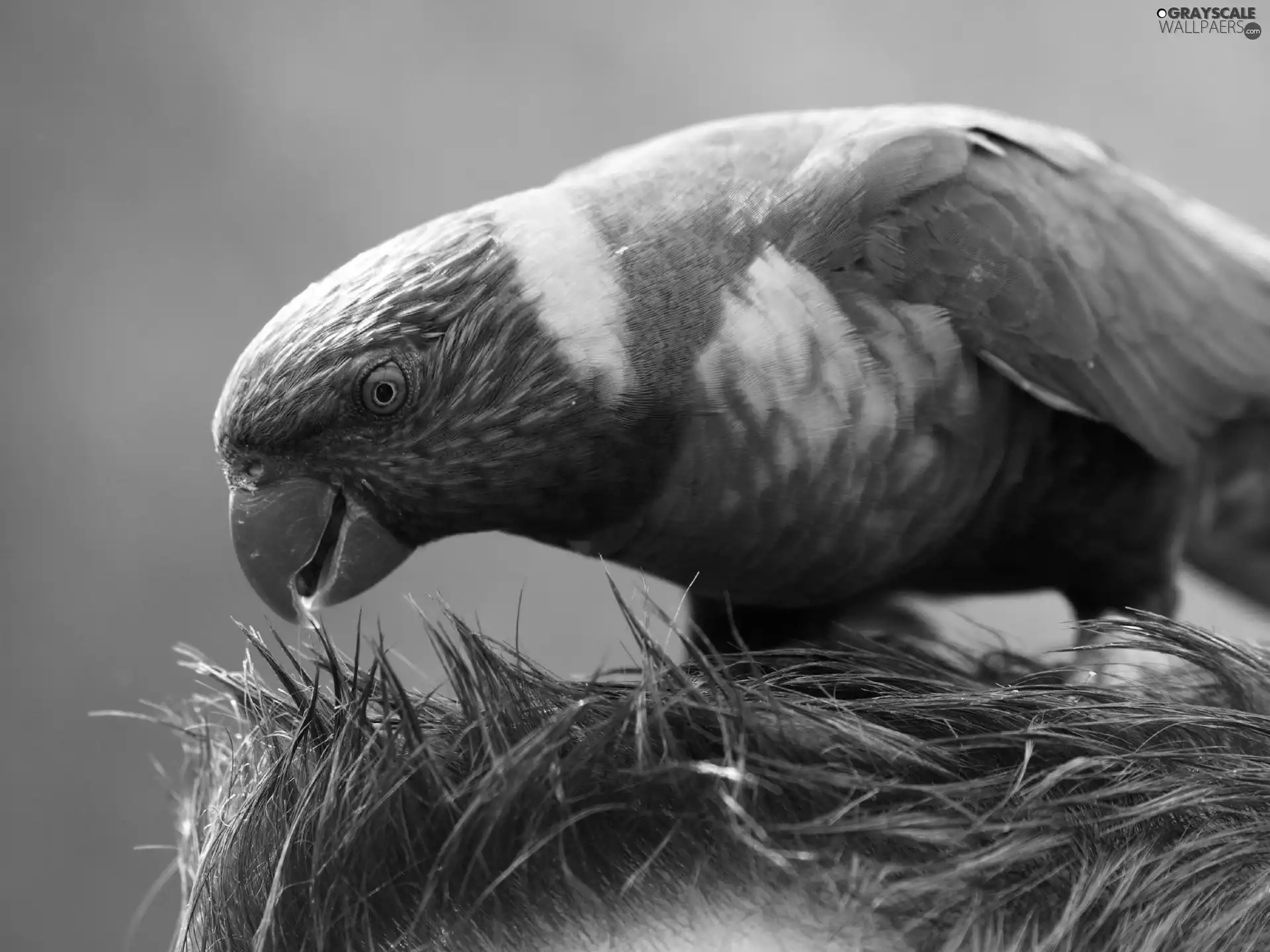 Coloured, parrot