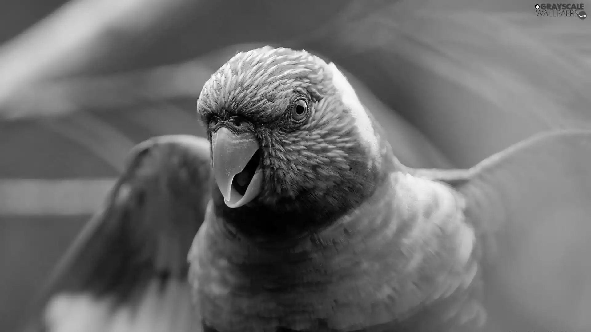 Mountain Rainbow Lorikeet, Coloured, parrot