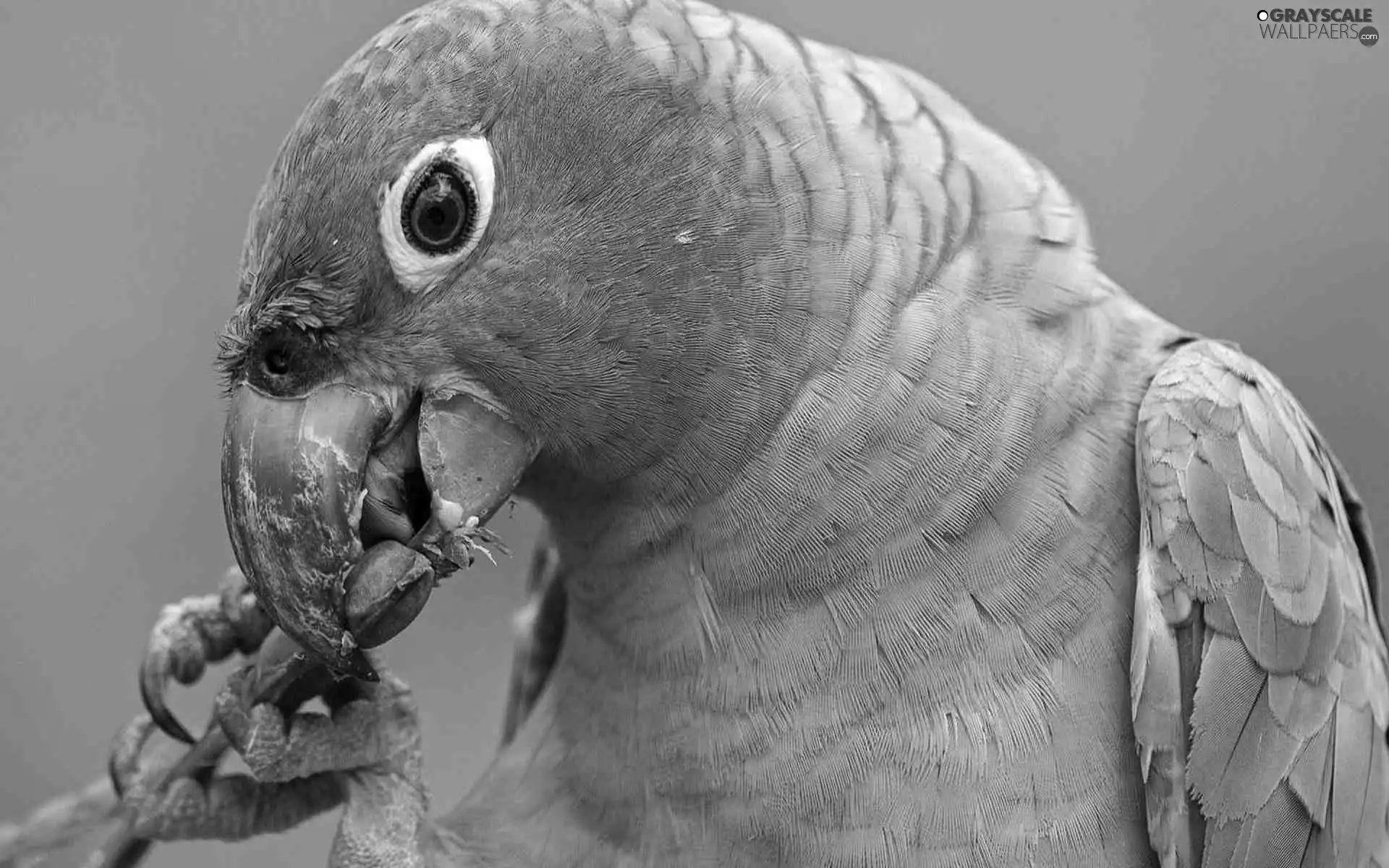 Green, parrot