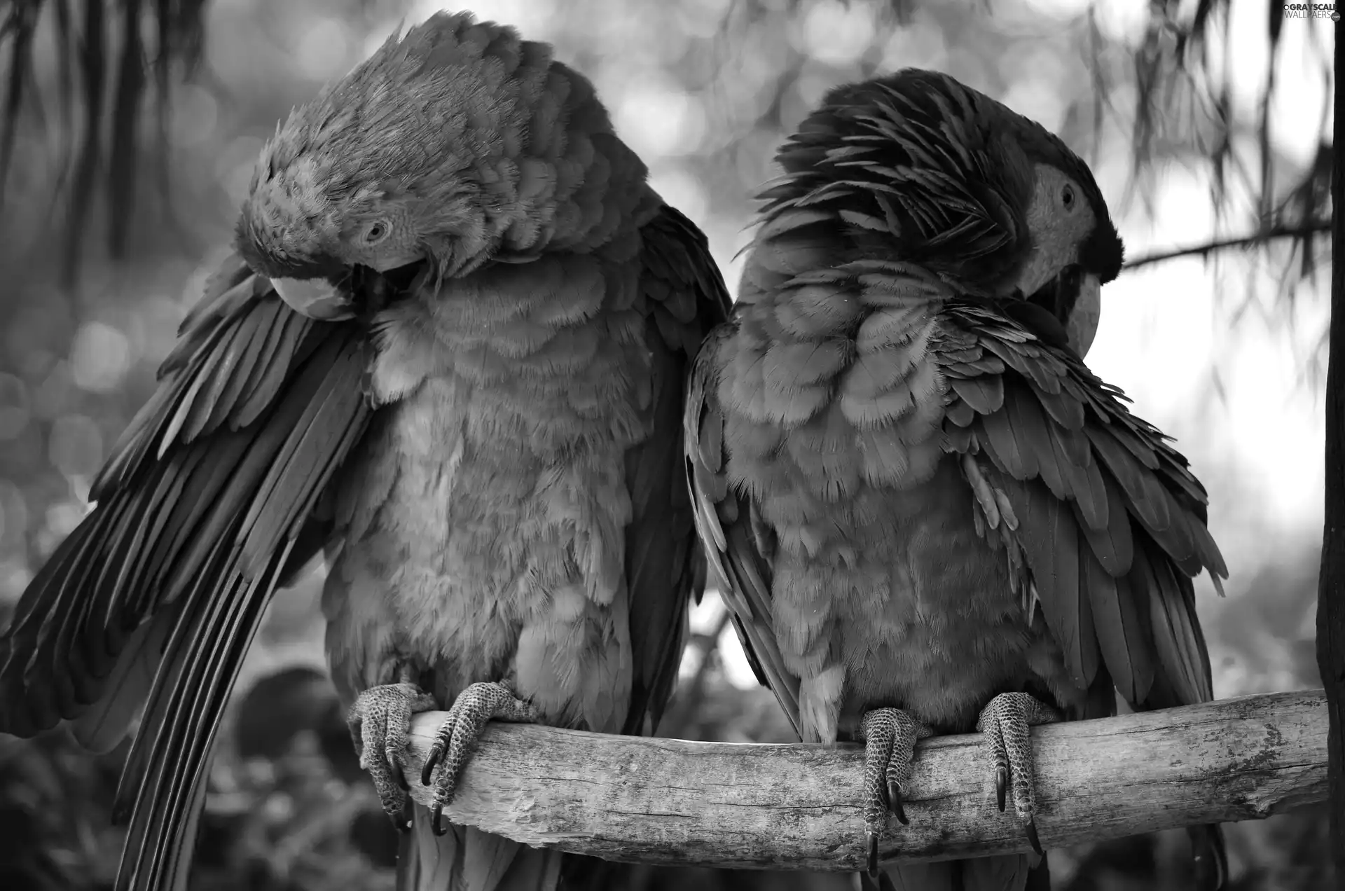 branch, color, Parrots, Two