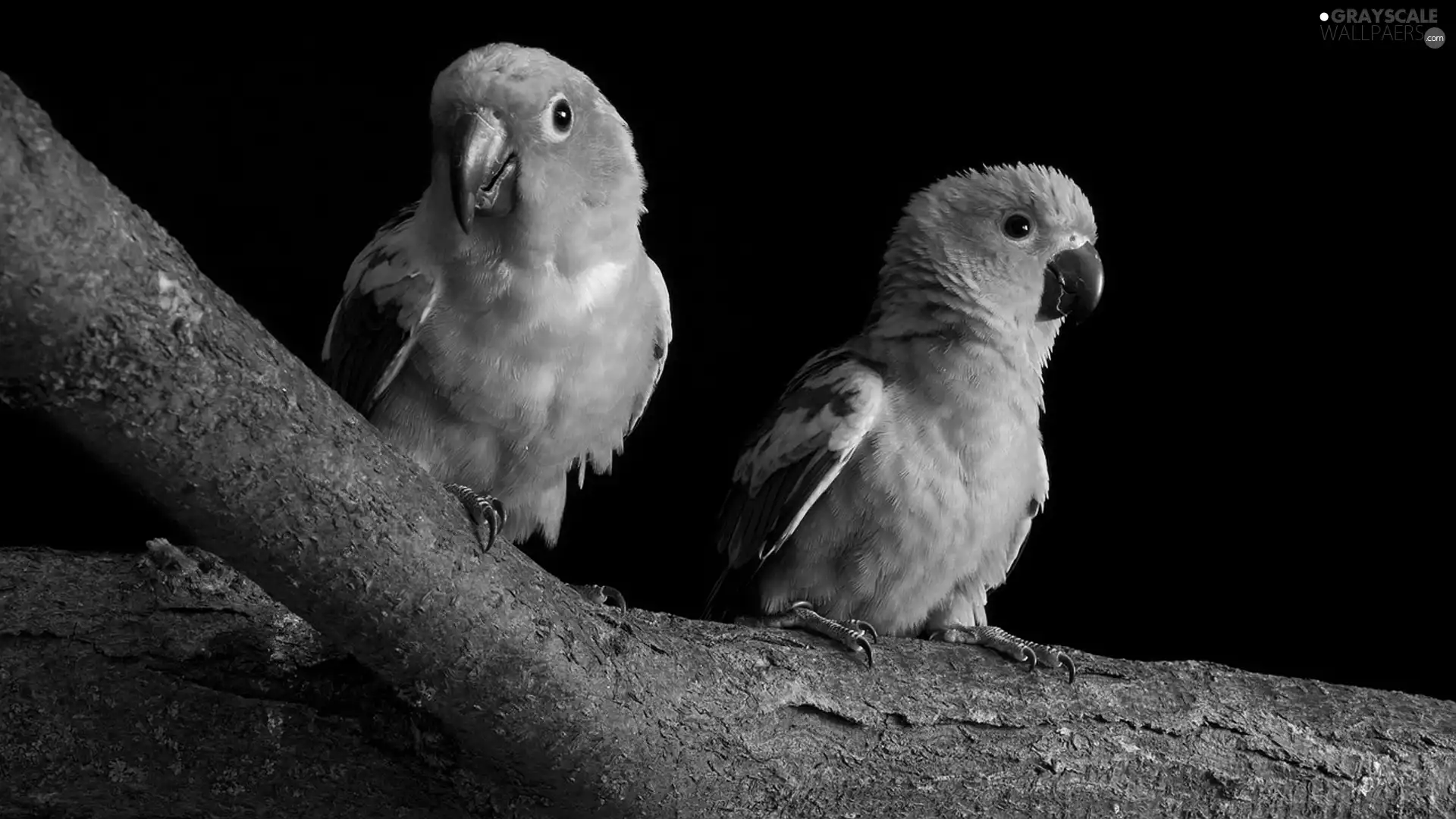 Parrots, branch, yellow, Orange, Two