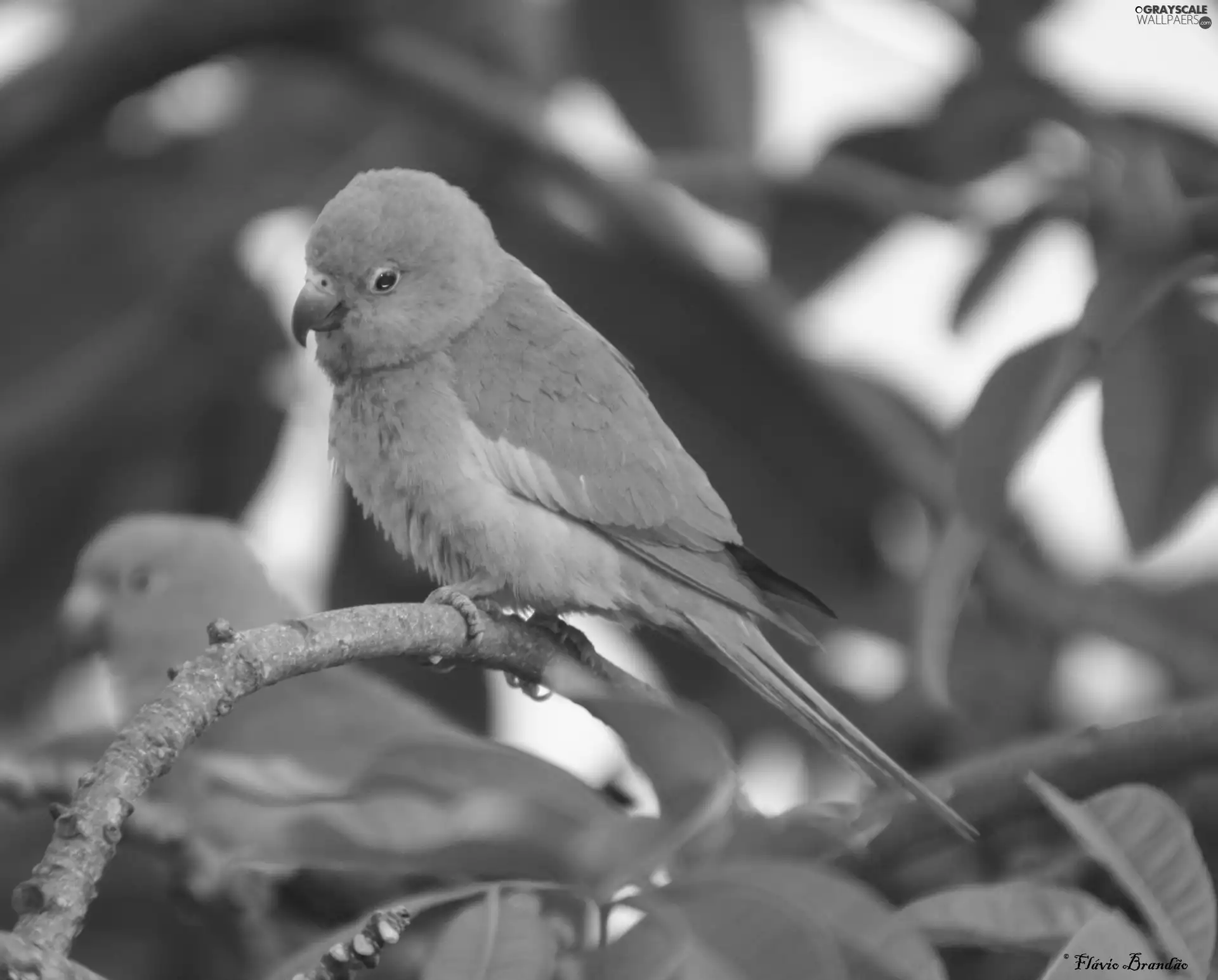branch pics, green ones, Parrots