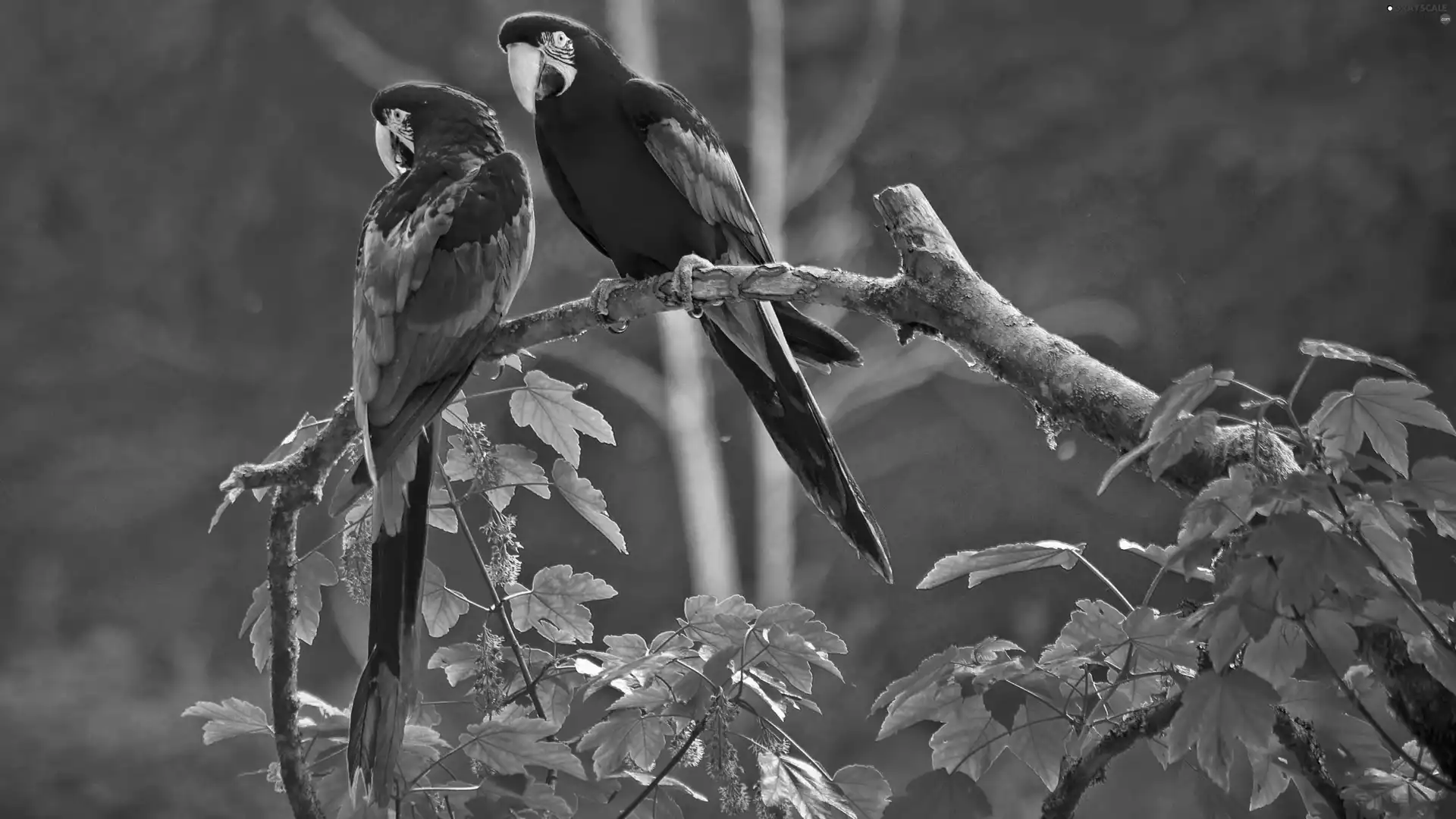 Parrots, Leaf, red, green ones, Two