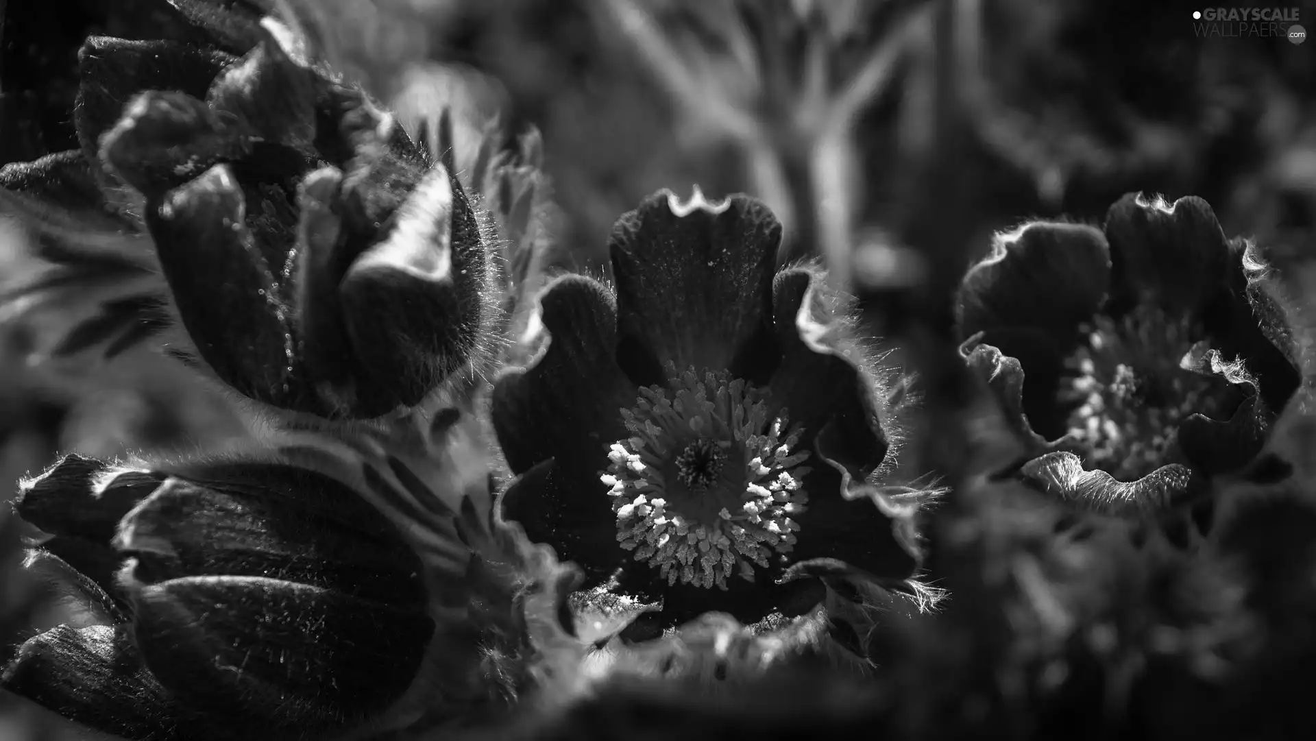 Flowers, pasque
