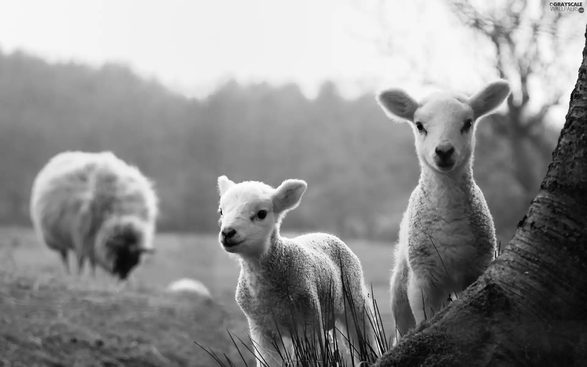 pasturage, autumn, sheep, hall, little doggies