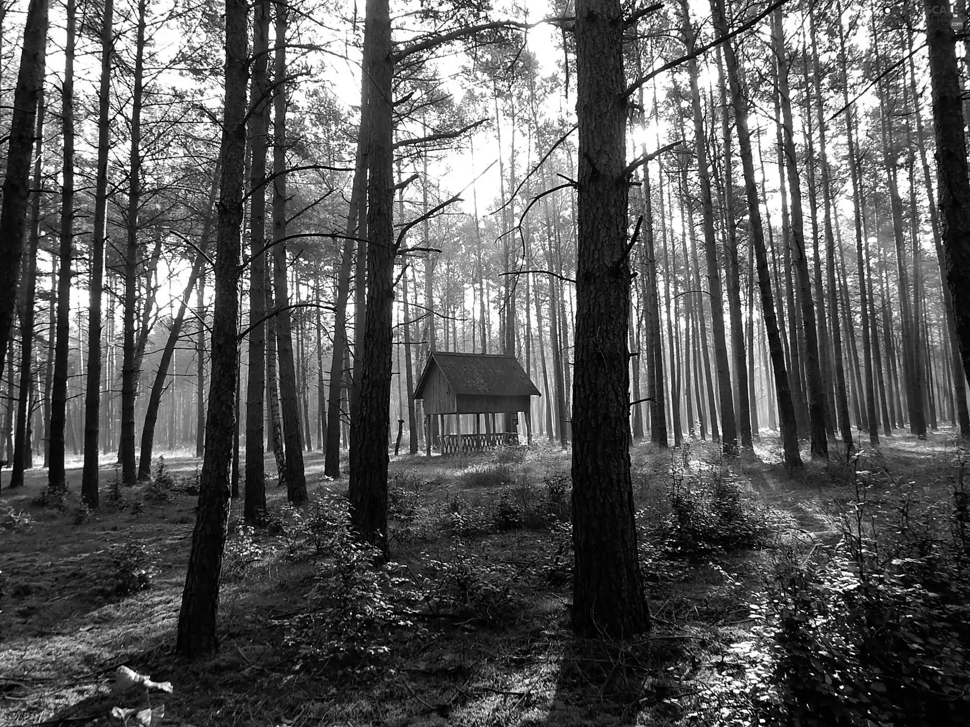 forest, viewes, Pasturage, trees