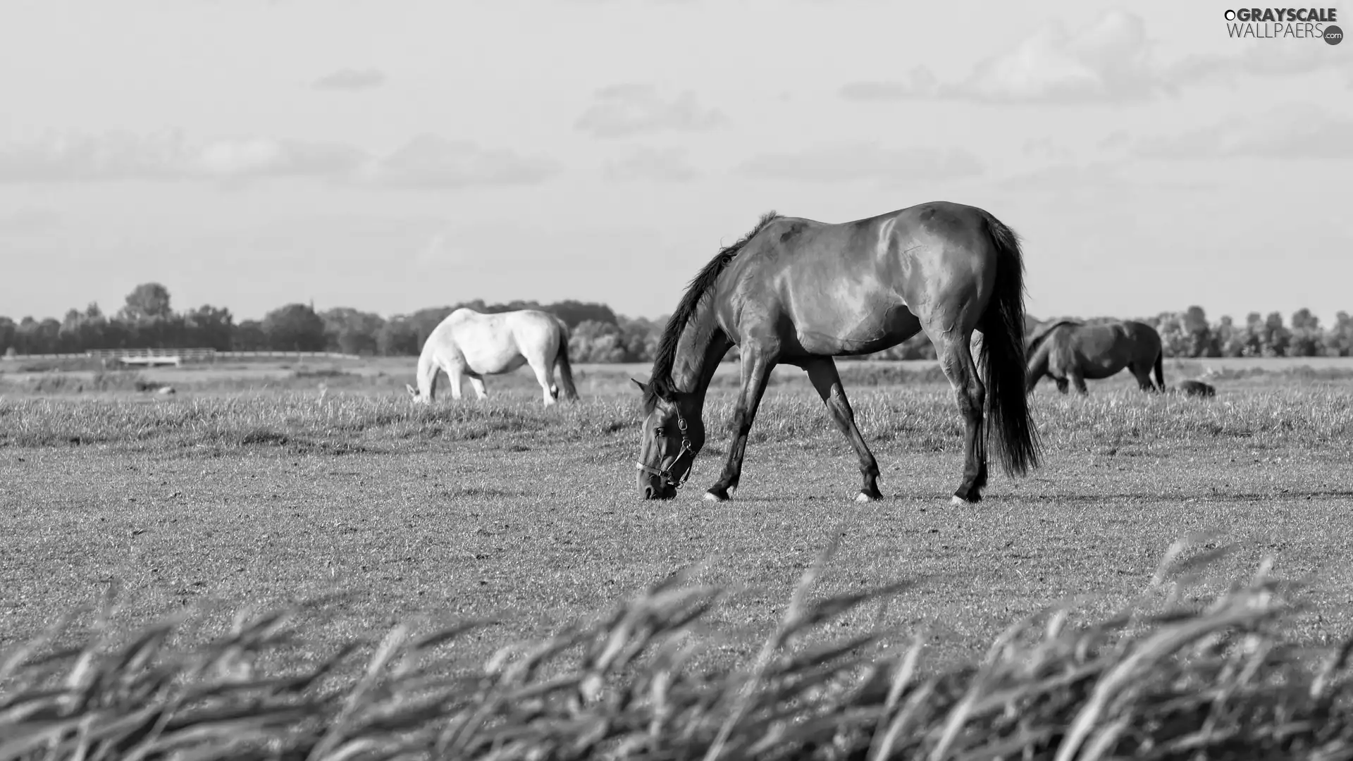 pasturage, bloodstock, Meadow
