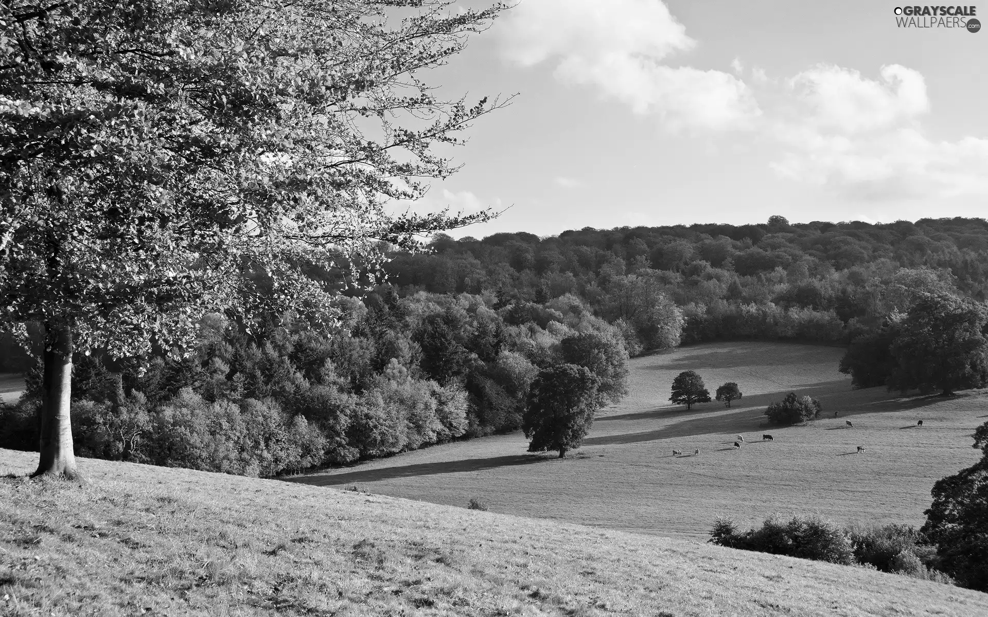 medows, animals, pasturage, woods