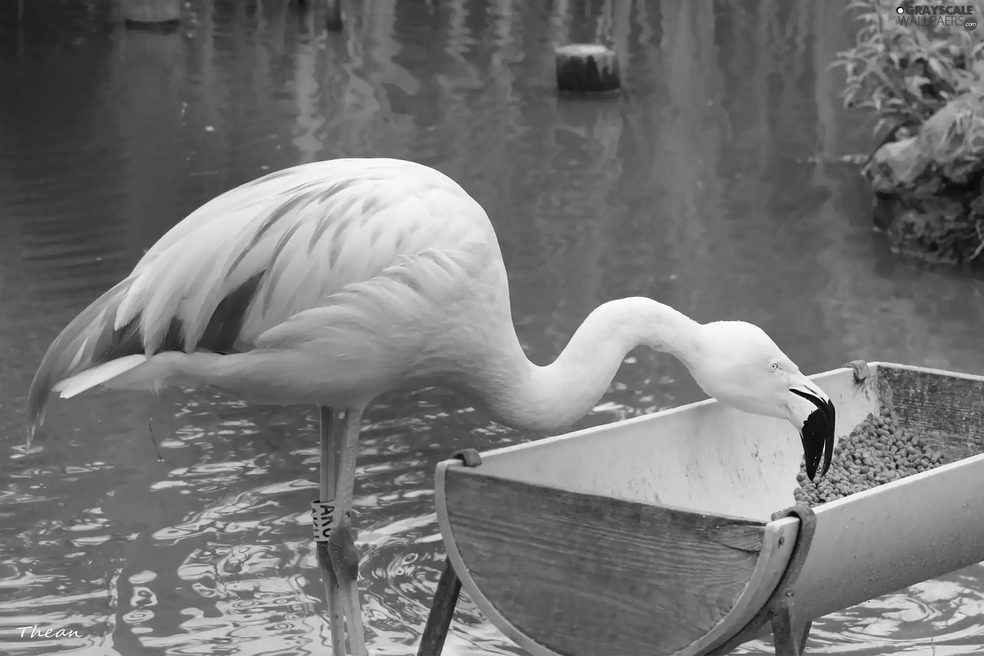 pasture, flamingo, at