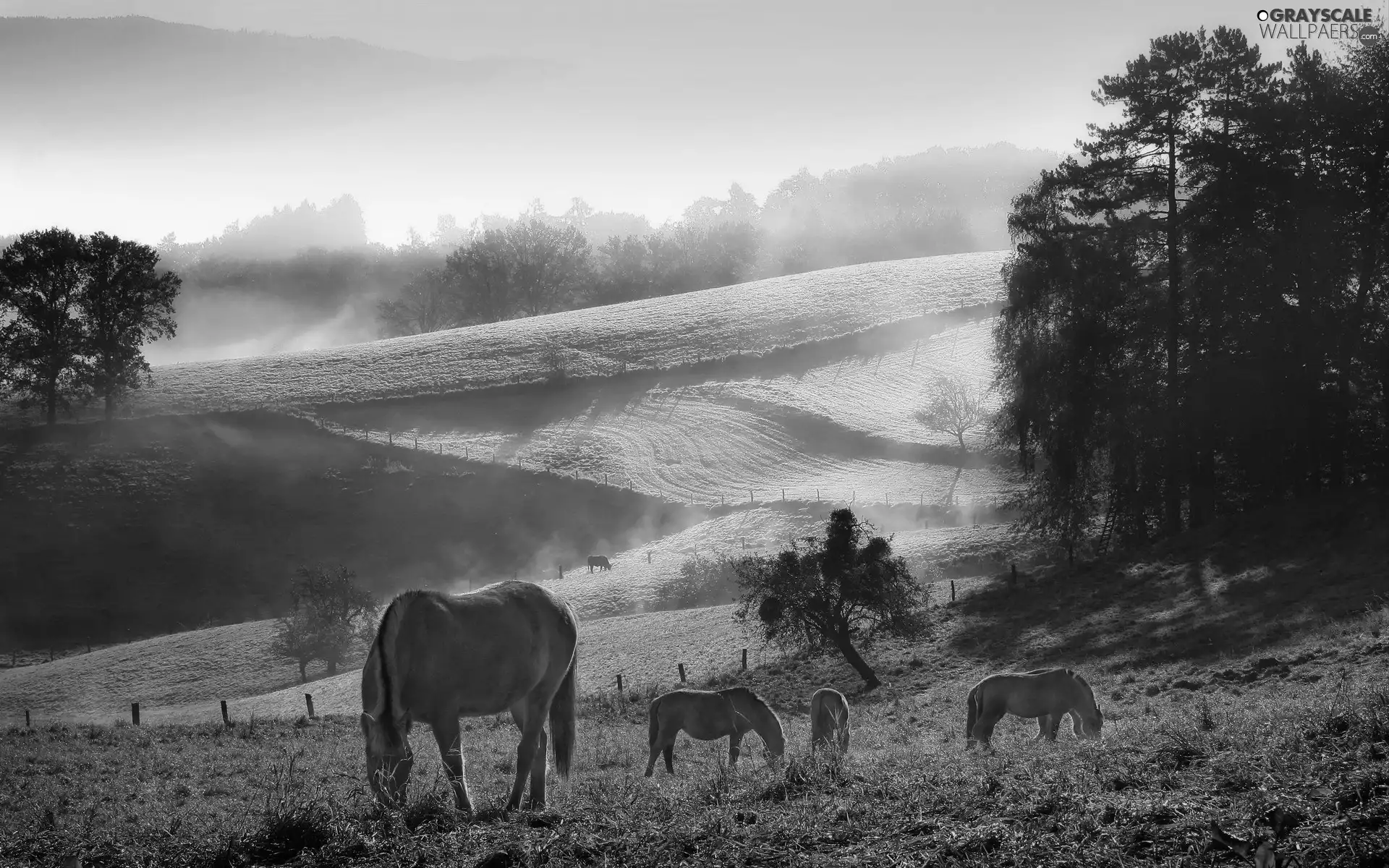 bloodstock, pasture