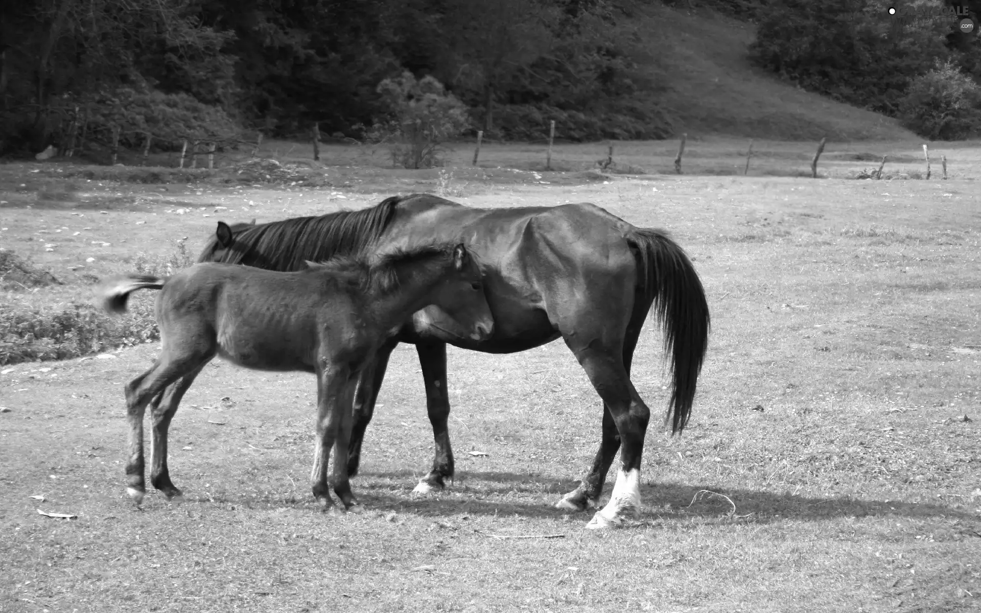 bloodstock, pasture