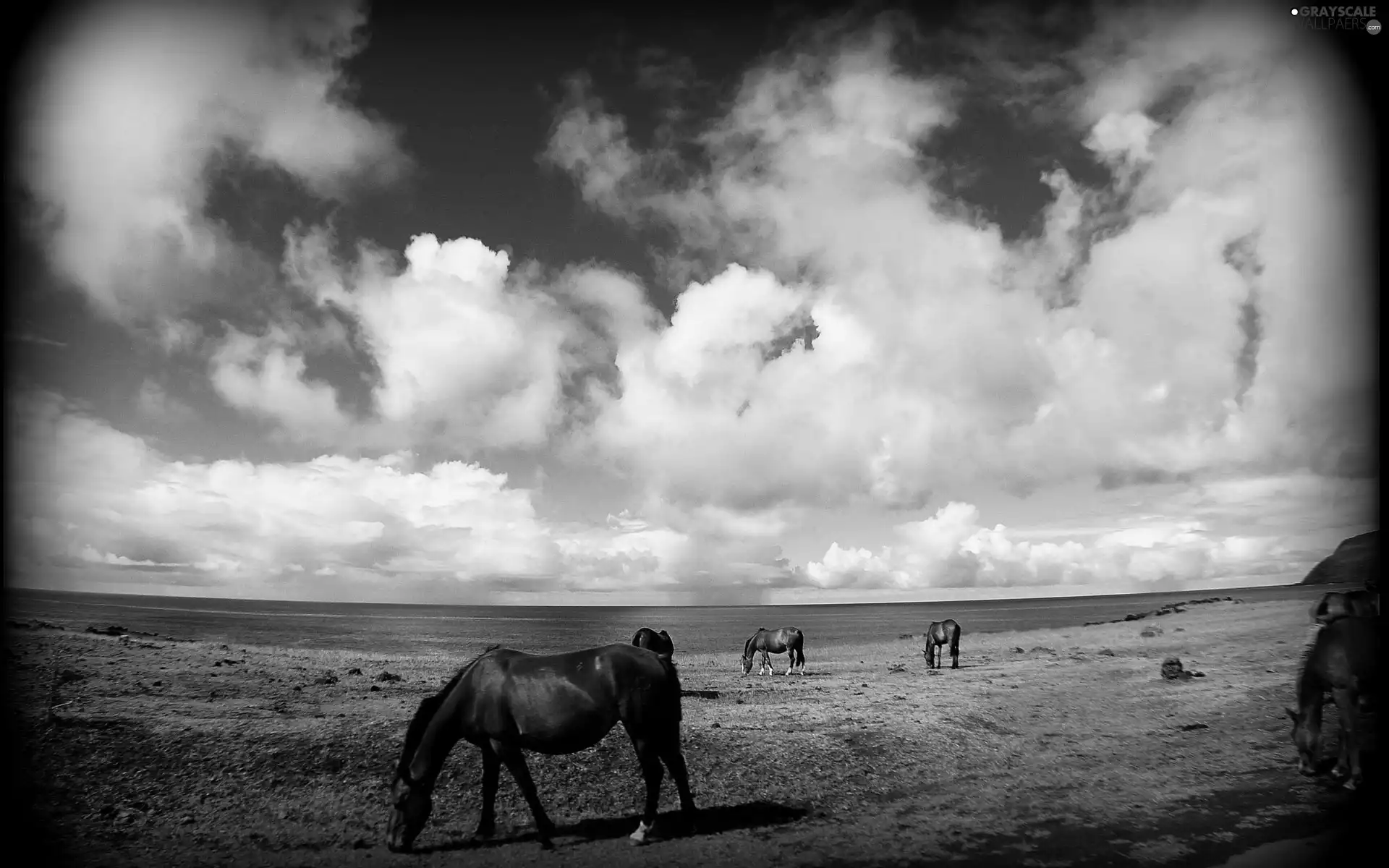 bloodstock, pasture