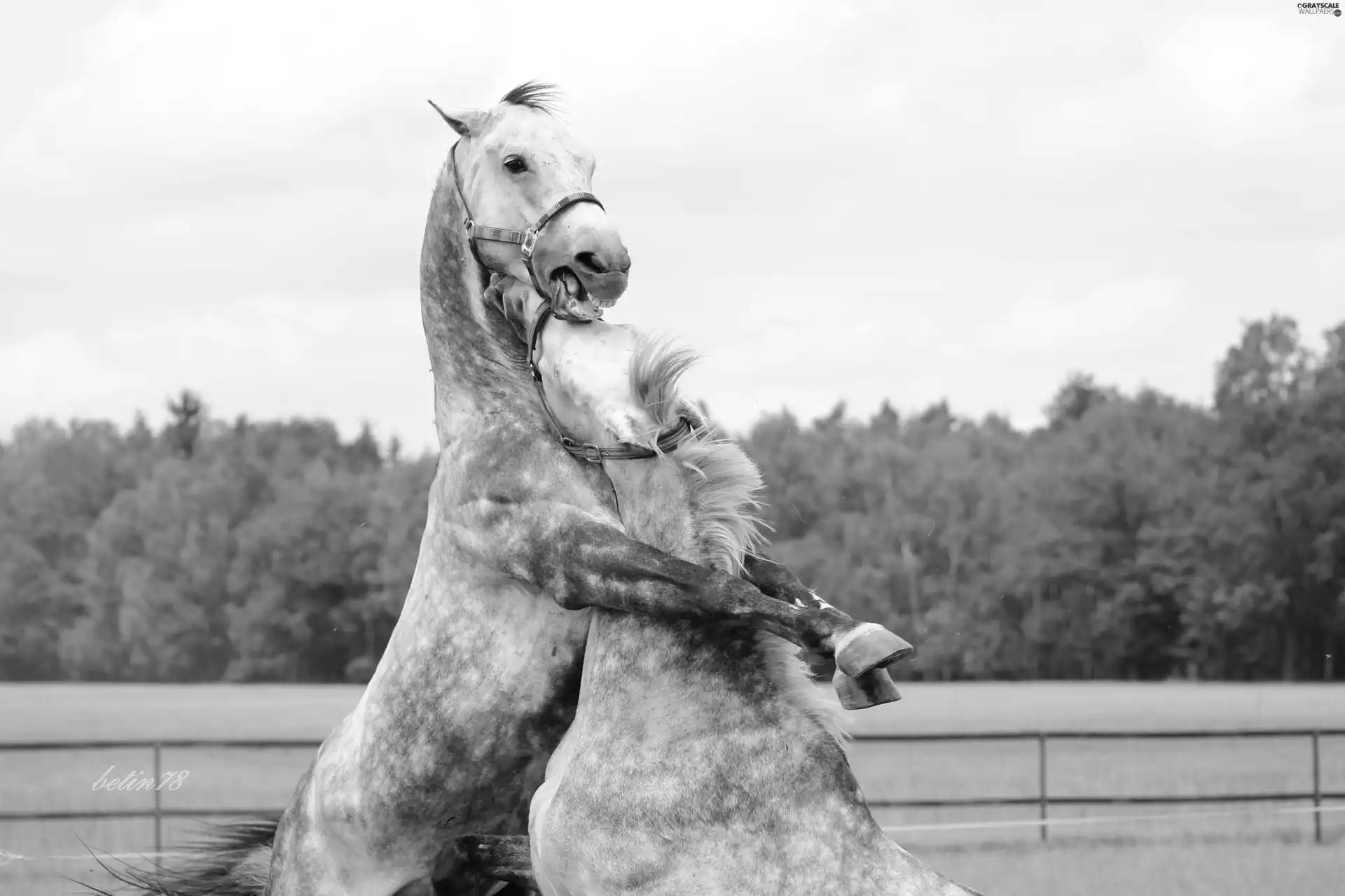 bloodstock, Fight, pasture, gray