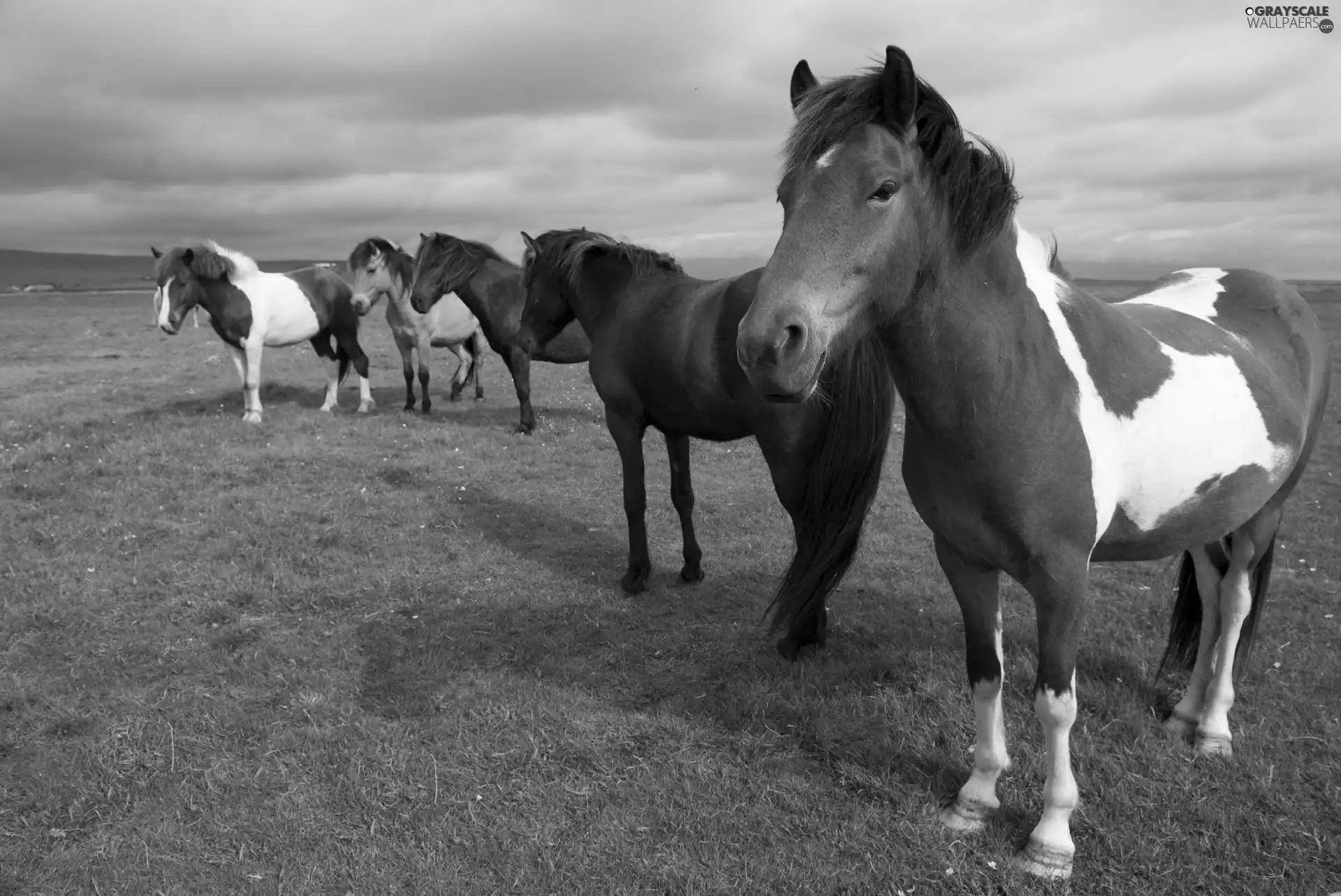 bloodstock, pasture