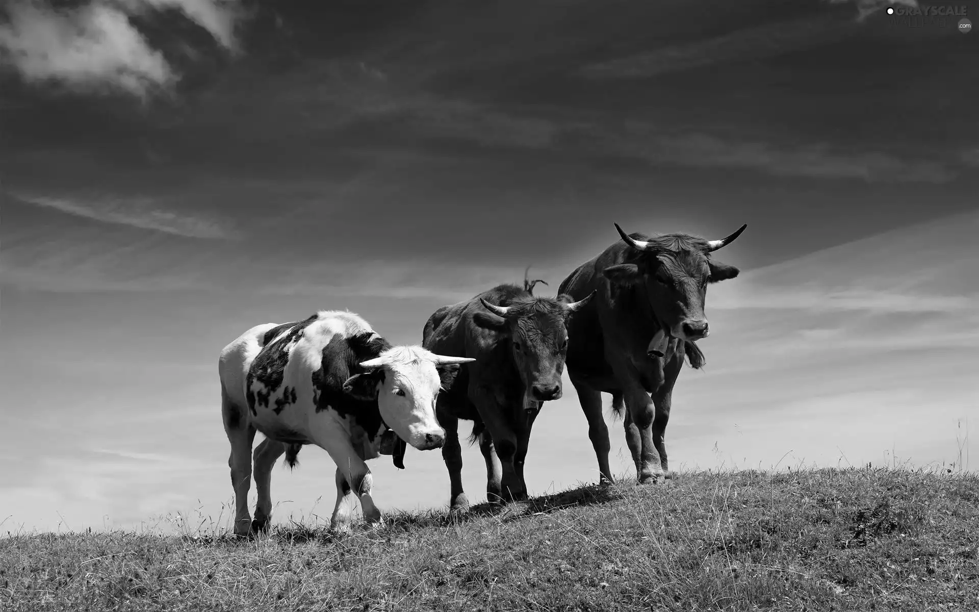 cattle, pasture