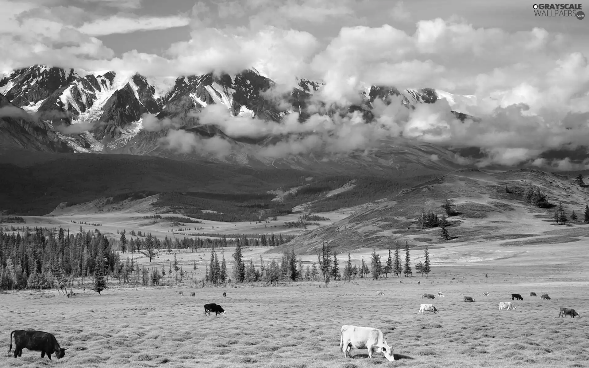 viewes, Mountains, pasture, clouds, Cows, trees