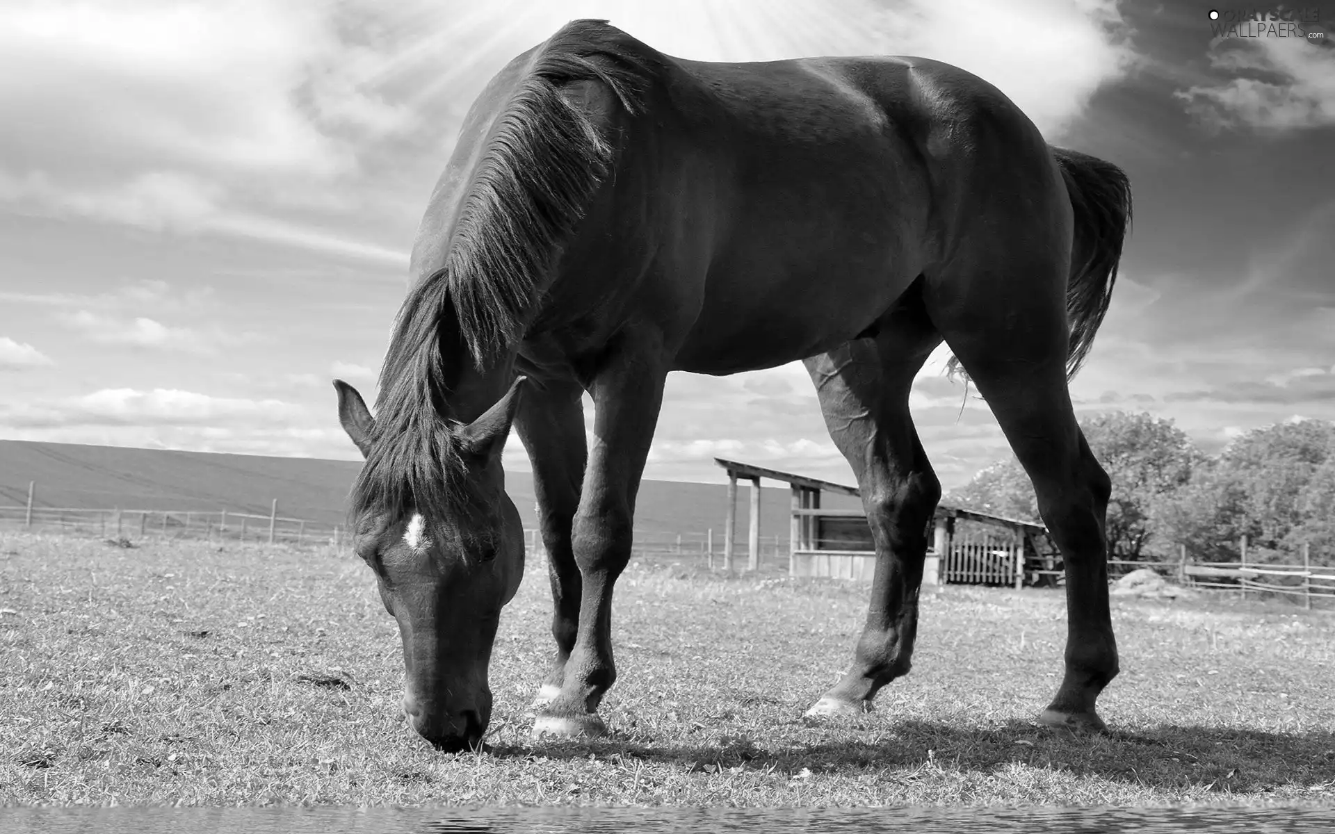 pasture, brown, Horse