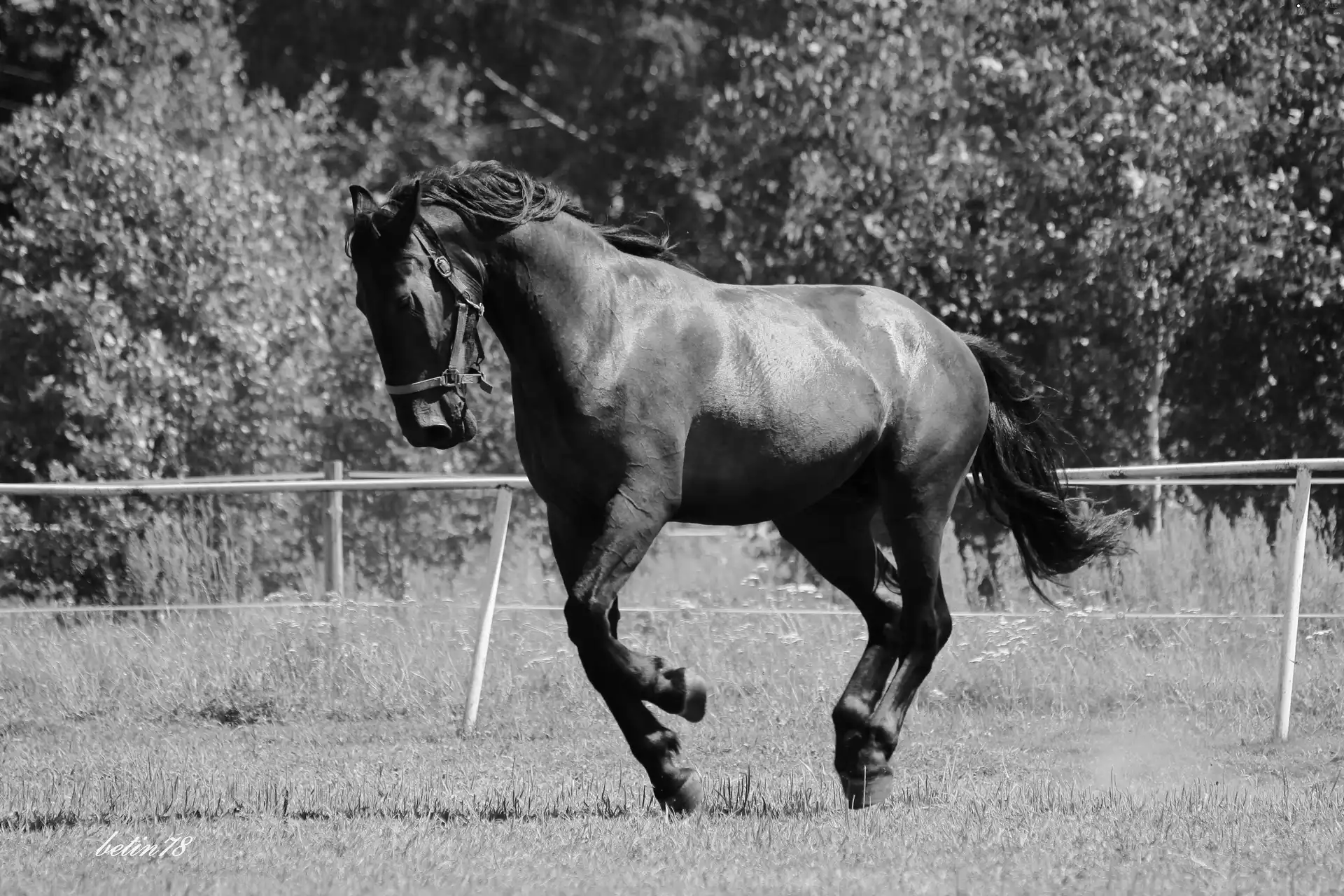 pasture, Horse, karogniady