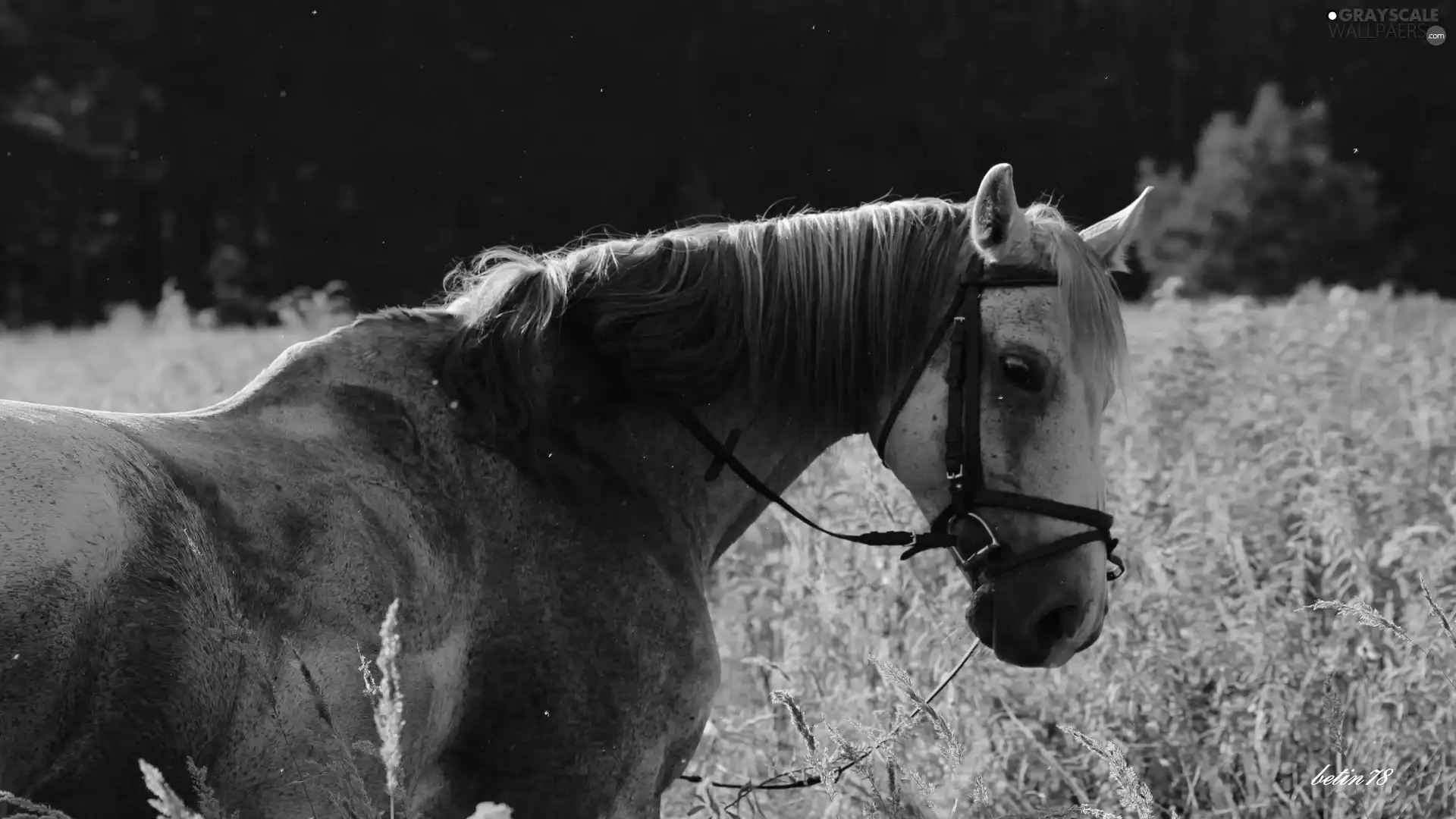 pasture, Horse, Meadow