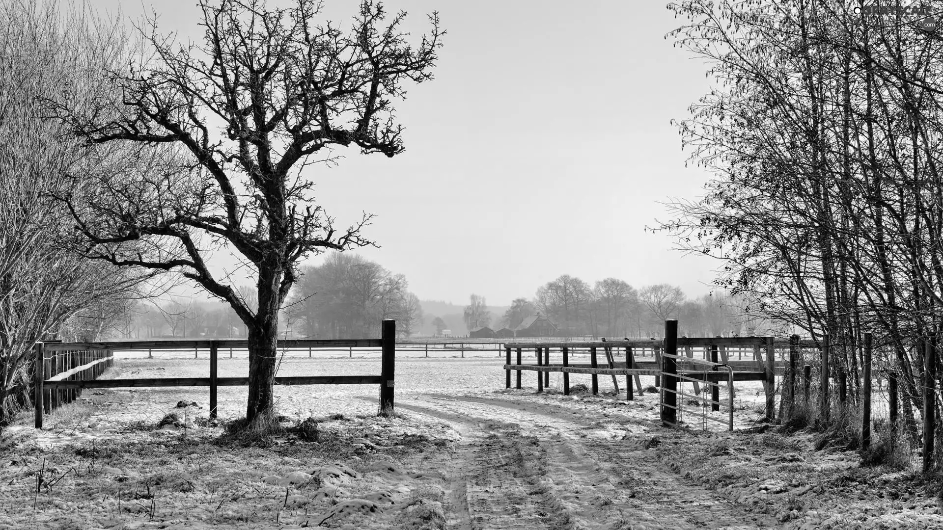 pasture, winter, Meadow